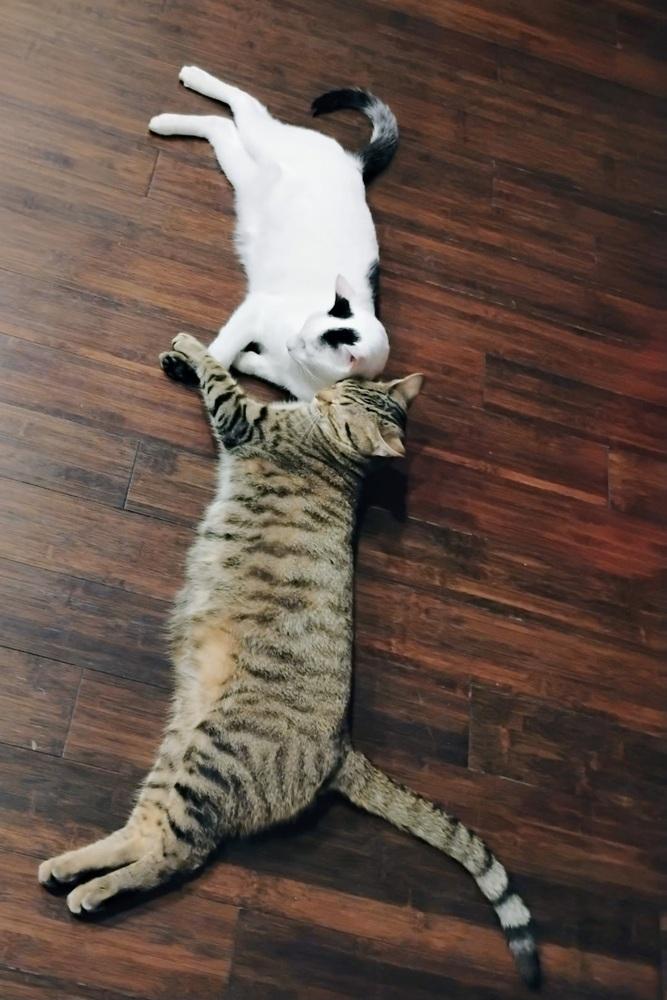 Phillip, a Adoptable Domestic Short Hair in Ruskin, FL image 1/2