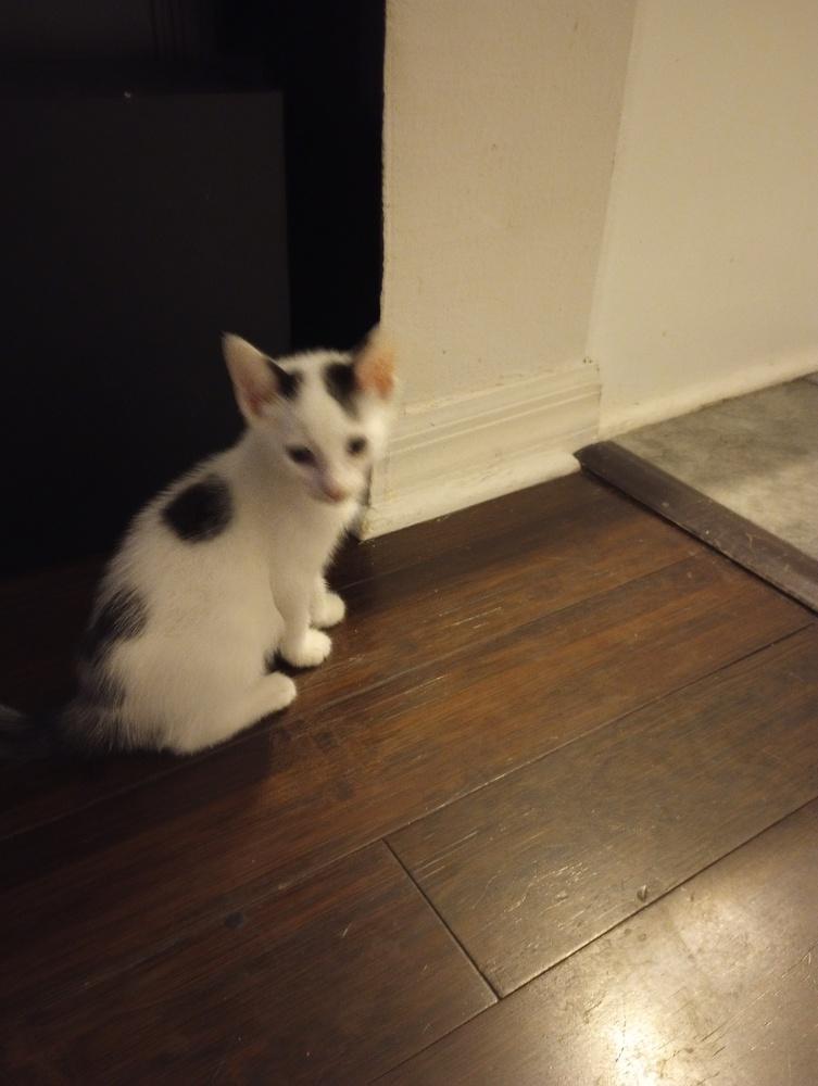 Enlarge Phillip, a Adoptable Domestic Short Hair in Ruskin, FL image 3/6