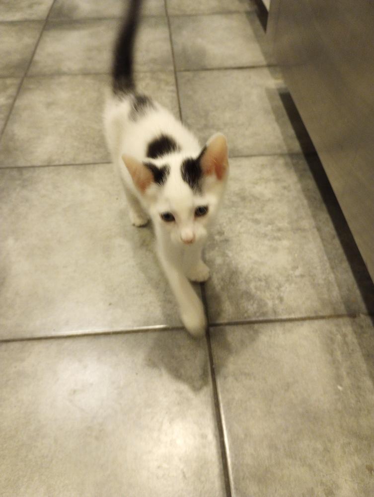 Enlarge Phillip, a Adoptable Domestic Short Hair in Ruskin, FL image 4/6