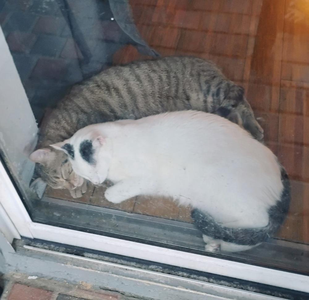 Phillip, a Adoptable Domestic Short Hair in Ruskin, FL image 2/2