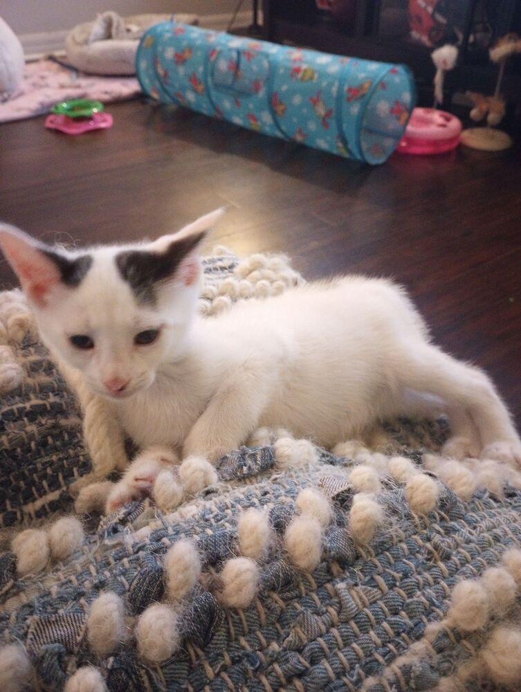 Enlarge Phillip, a Adoptable Domestic Short Hair in Ruskin, FL image 6/6