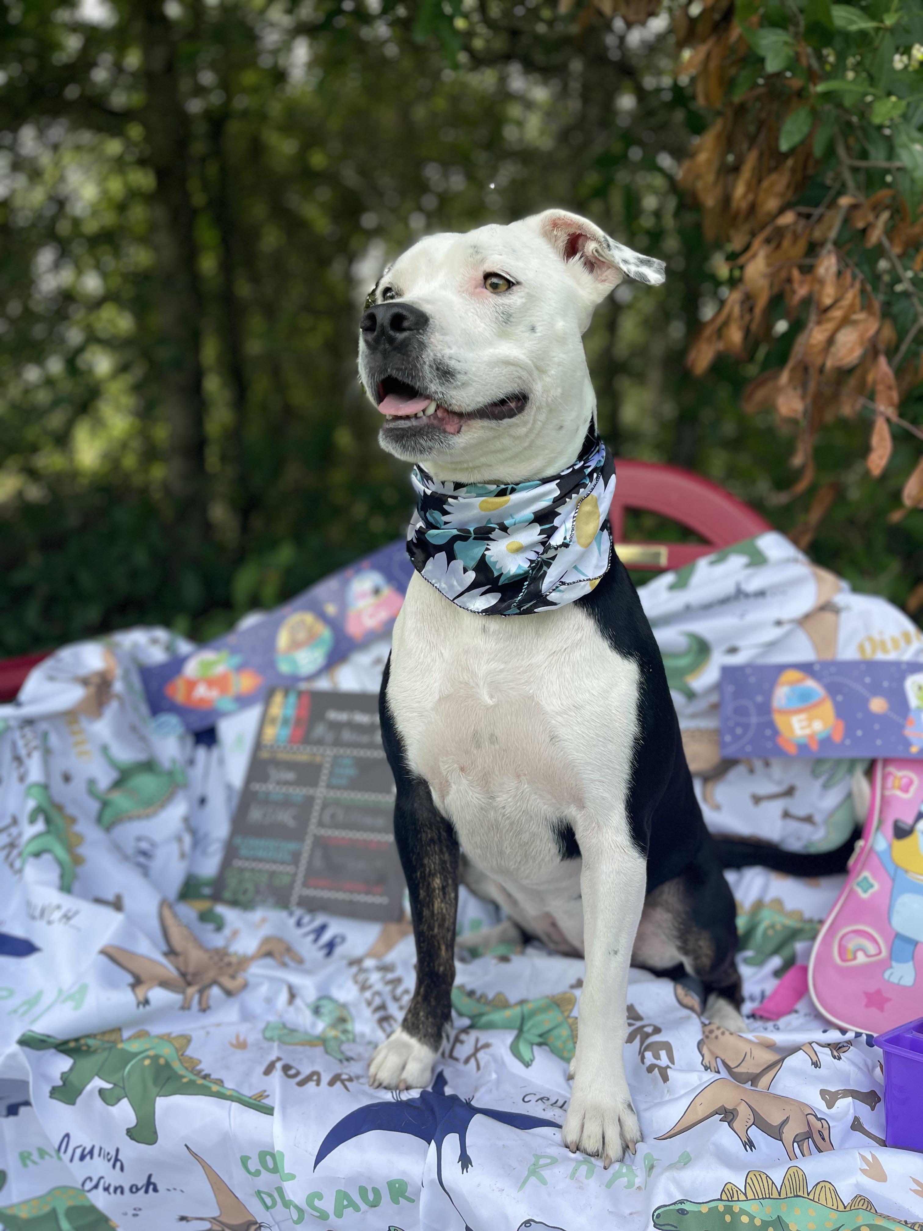 Enlarge Bella, a Adoptable mixed breed in Sebring, FL image 5/5