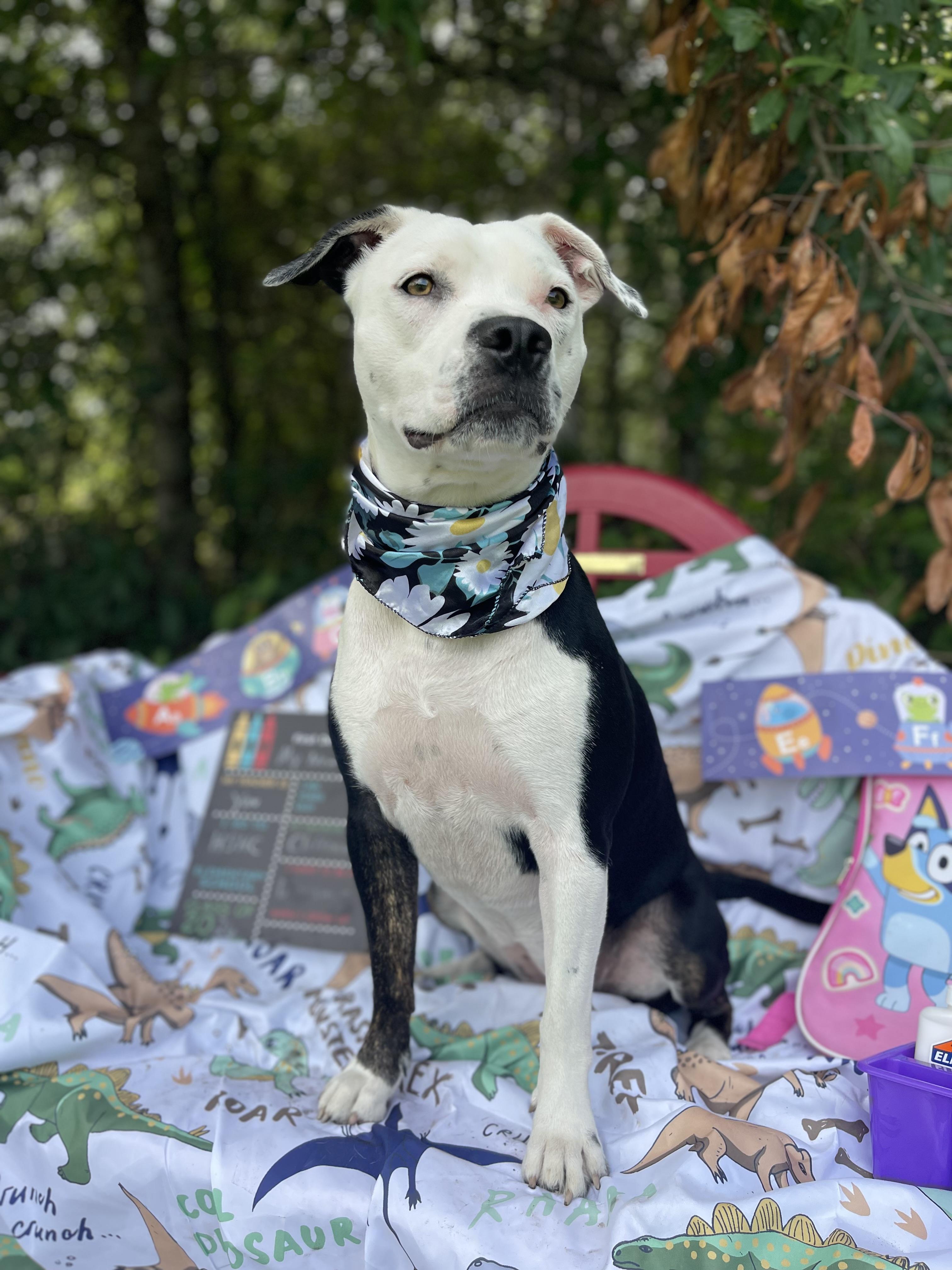 Enlarge Bella, a Adoptable mixed breed in Sebring, FL image 4/5