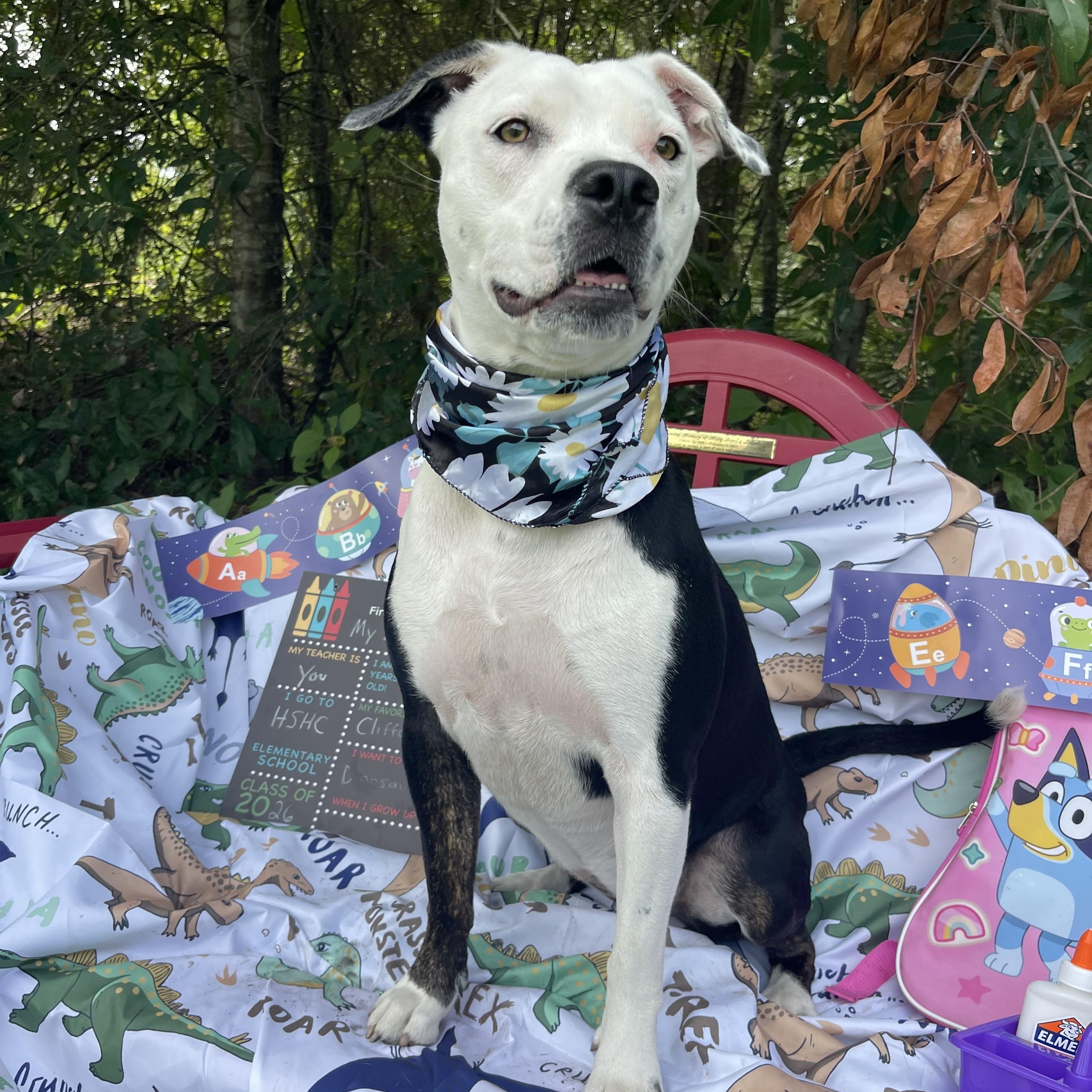 Enlarge Bella, a Adoptable mixed breed in Sebring, FL image 3/5