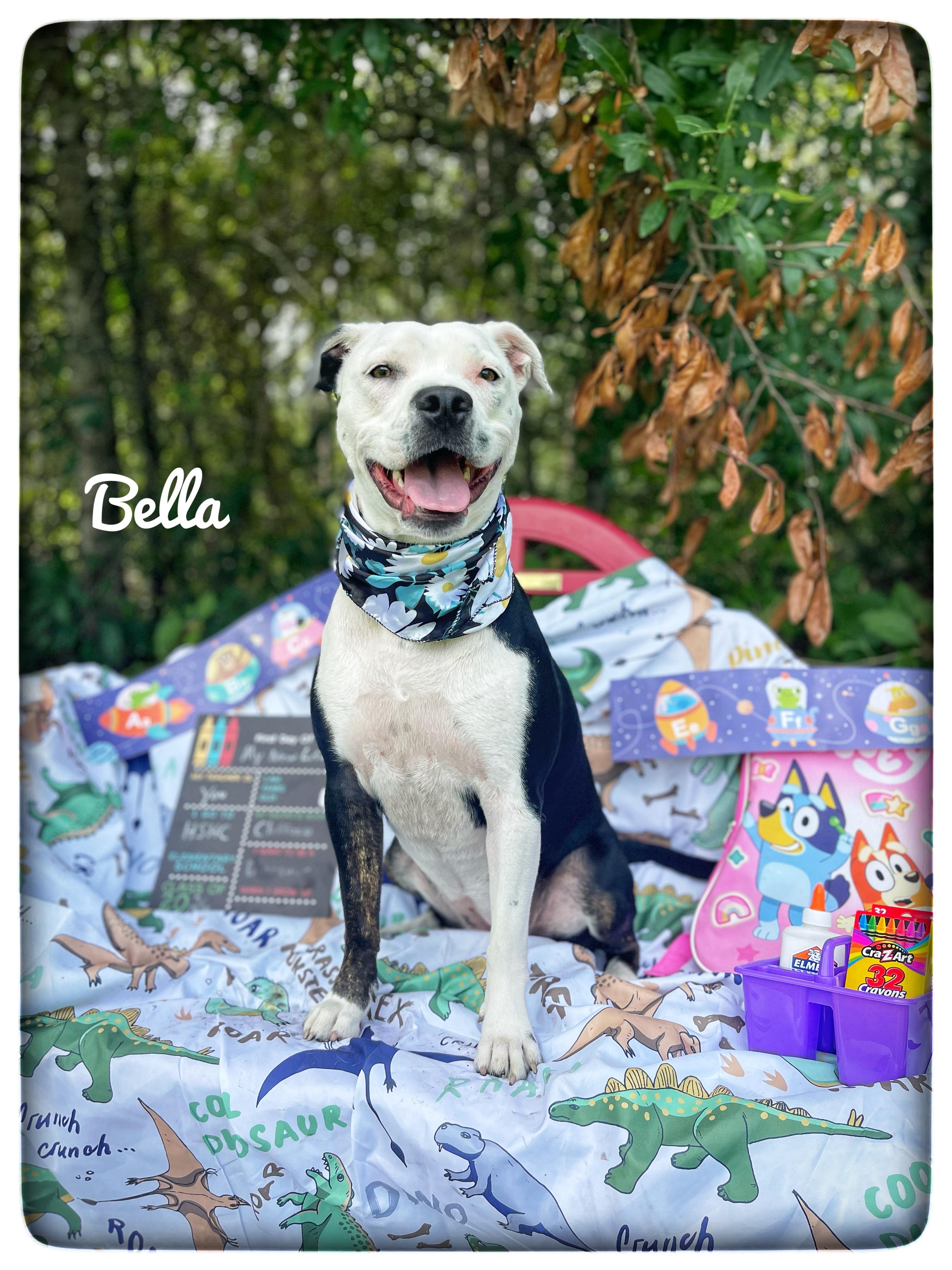 Enlarge Bella, a Adoptable mixed breed in Sebring, FL image 1/5