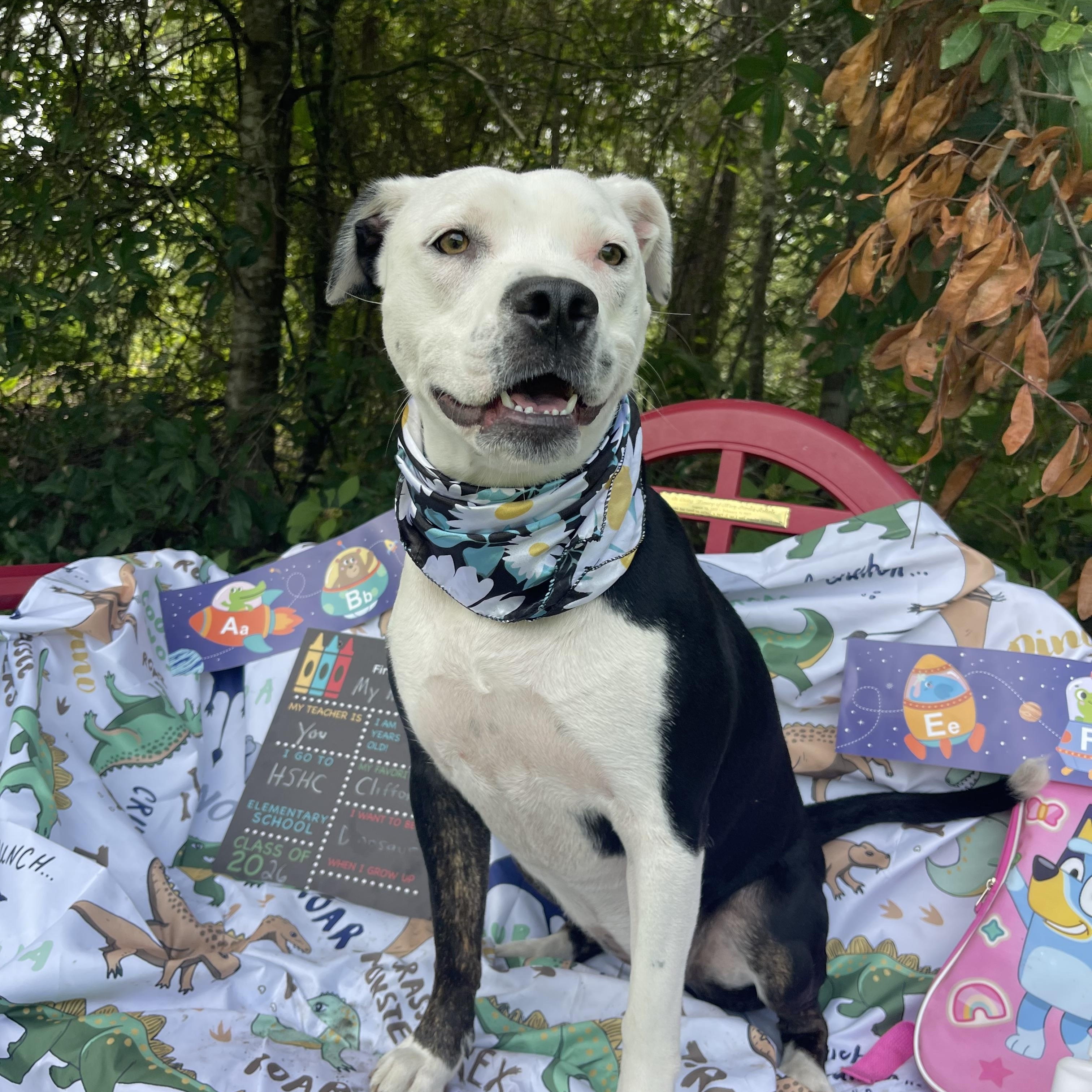 Enlarge Bella, a Adoptable mixed breed in Sebring, FL image 2/5
