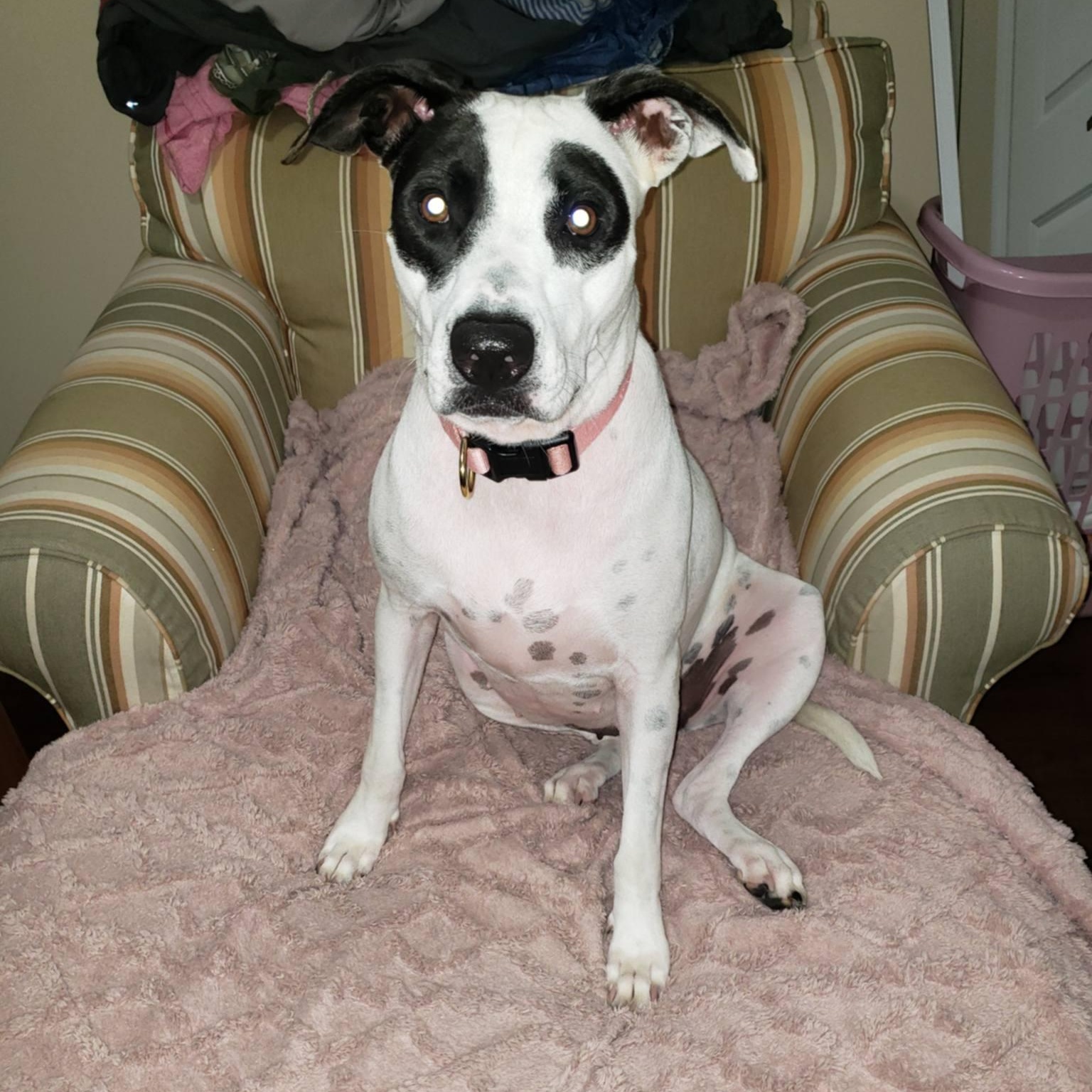 Enlarge Jessie, a ADOPTABLE mixed breed in Woodstock, ON image 1/6