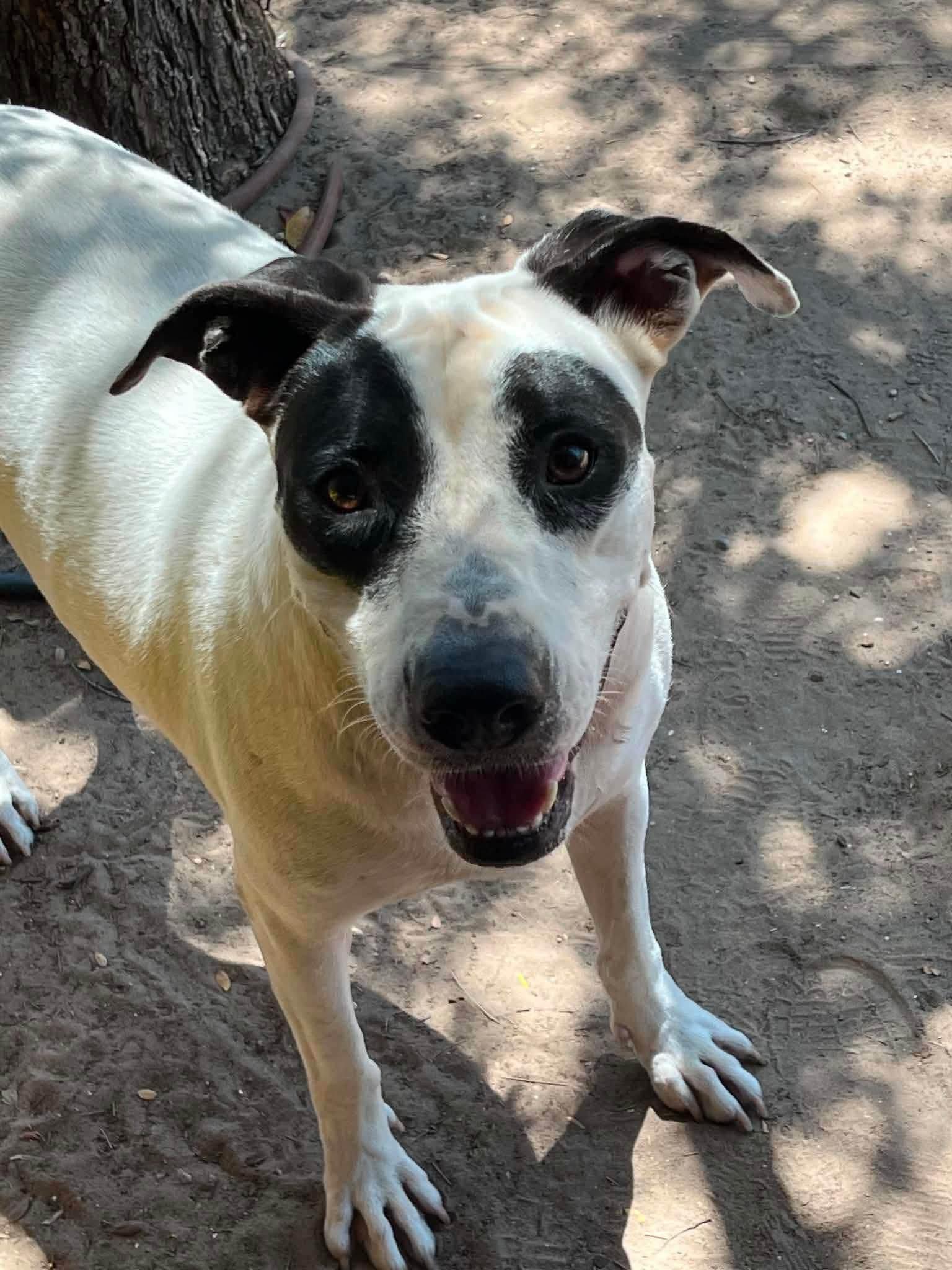 Enlarge Jessie, a ADOPTABLE mixed breed in Woodstock, ON image 3/6