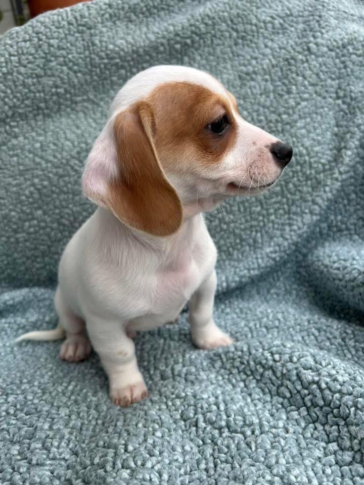 Bosley, Adoptable, Puppy Male Chihuahua & Dachshund.