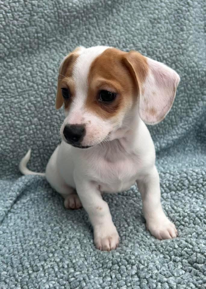 Enlarge Bosley, a Adoptable mixed breed in Bristol, WI image 2/6