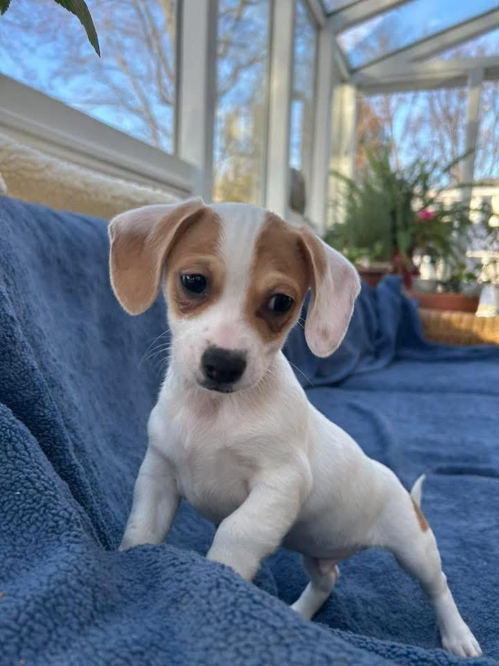 Enlarge Bosley, a Adoptable mixed breed in Bristol, WI image 4/6