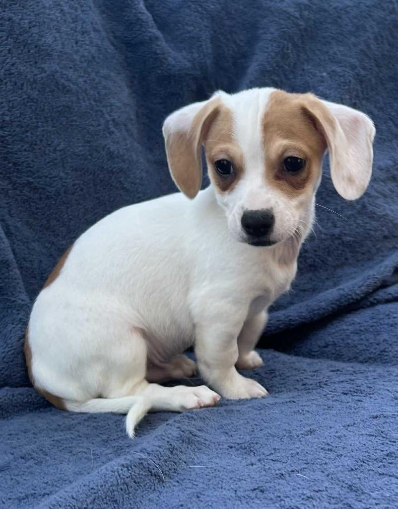 Enlarge Bosley, a Adoptable mixed breed in Bristol, WI image 5/6