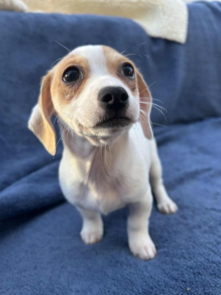 Enlarge Bosley, a Adoptable mixed breed in Bristol, WI image 6/6