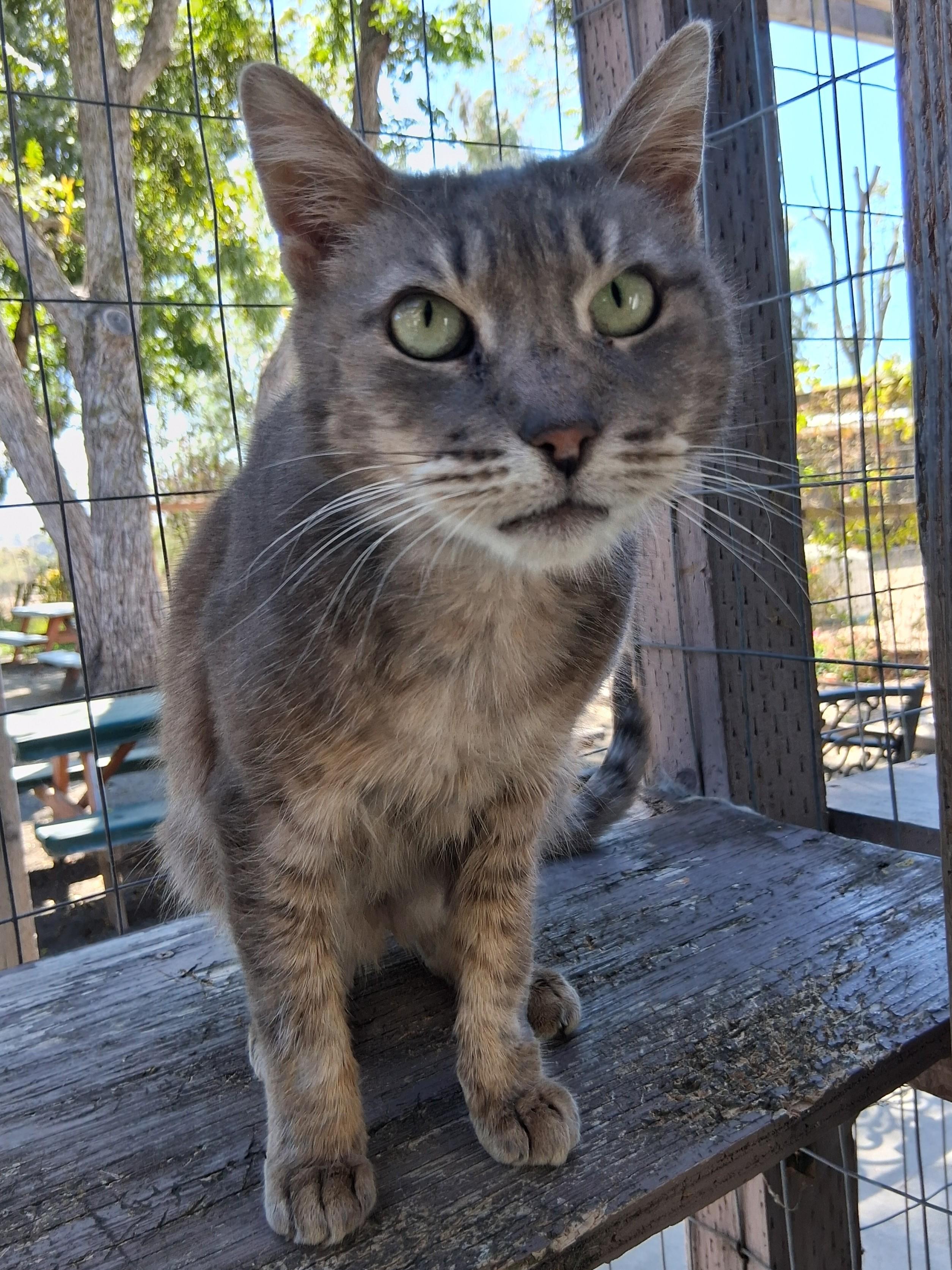 Mila, Adoptable, Senior Female Domestic Short Hair.