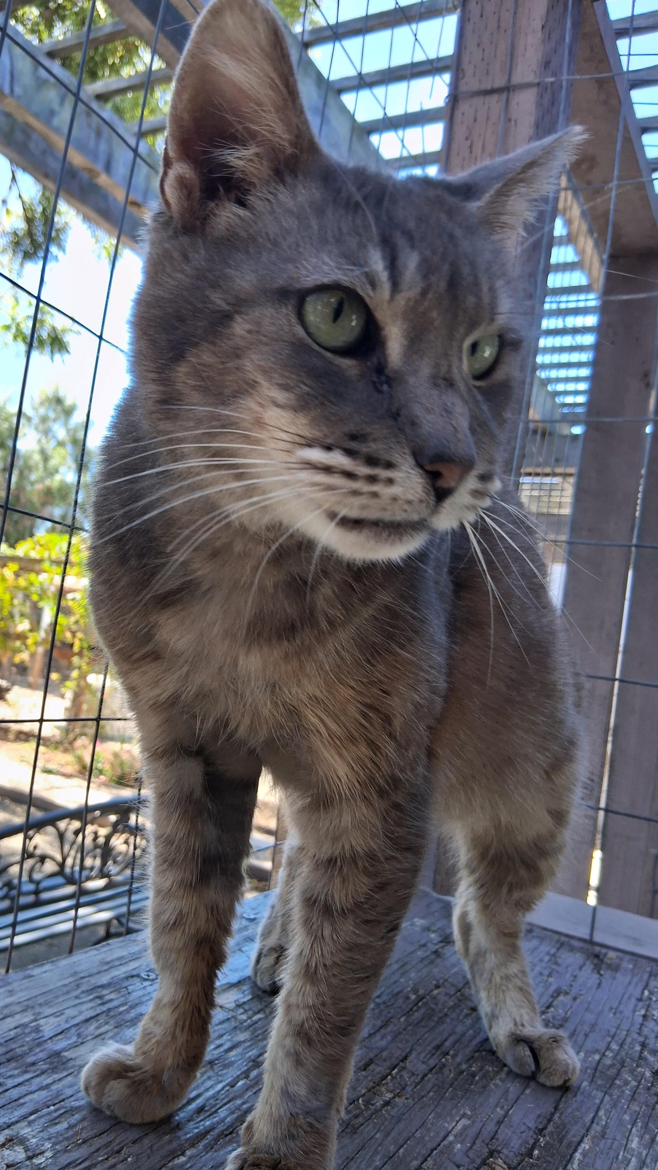 Enlarge Mila, a Adoptable Domestic Short Hair in Hollister, CA image 2/2
