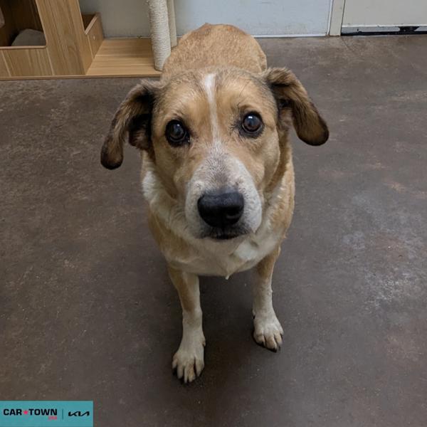 Enlarge Pearl, a Adoptable mixed breed in Lexington, KY image 1/1