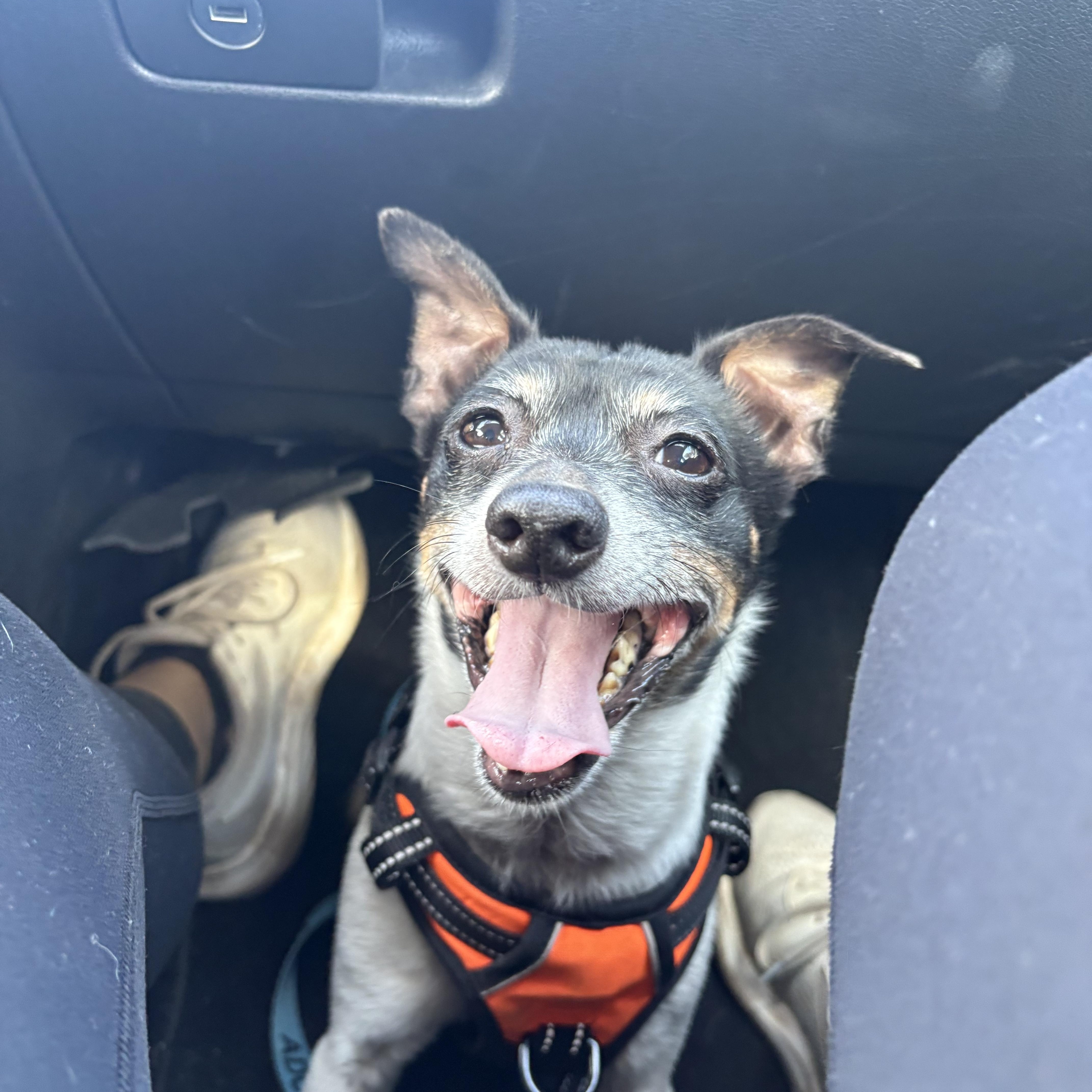 Moo, a ADOPTABLE mixed breed in hermosa beach, CA image 3/4