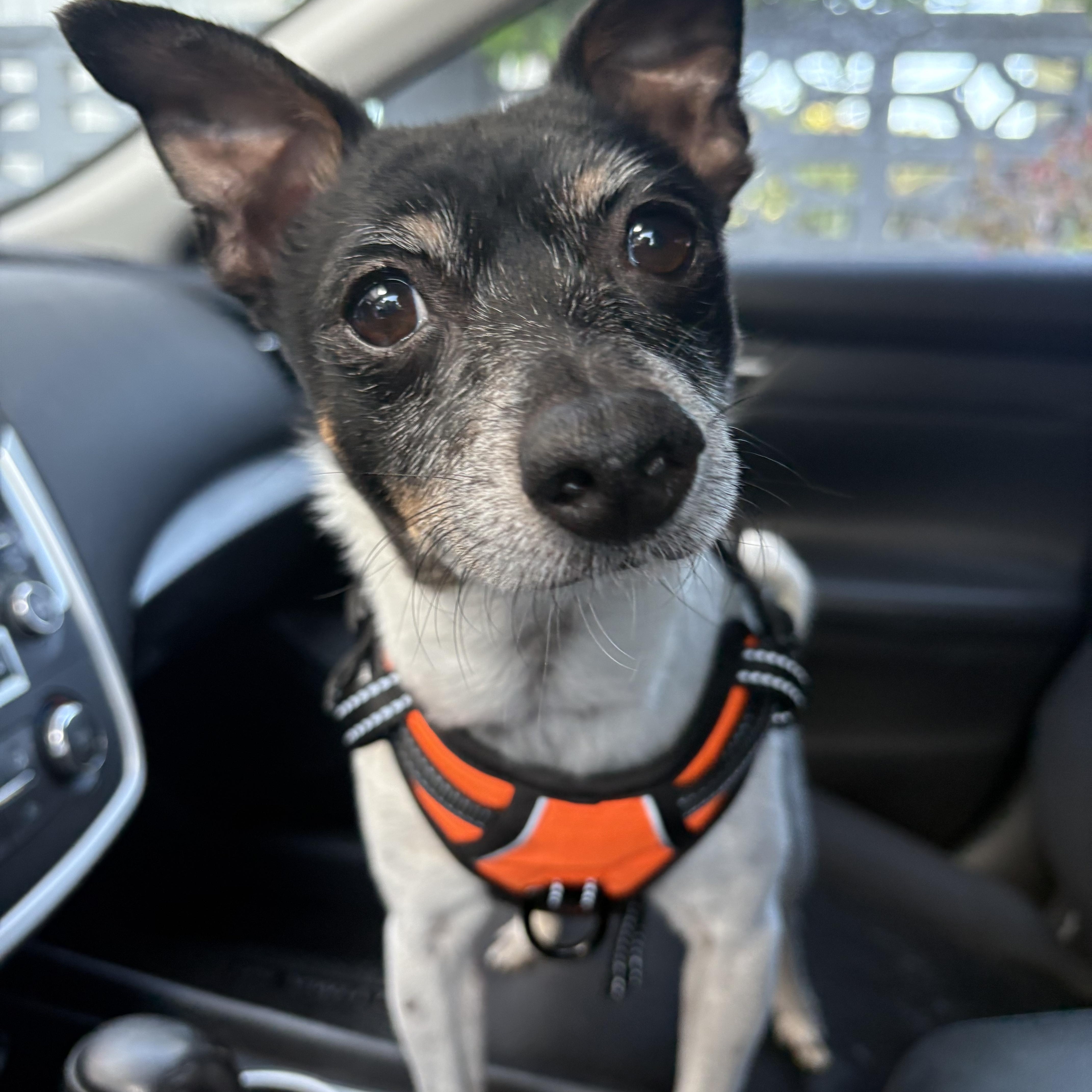 Moo, ADOPTABLE, Adult Male Chihuahua.