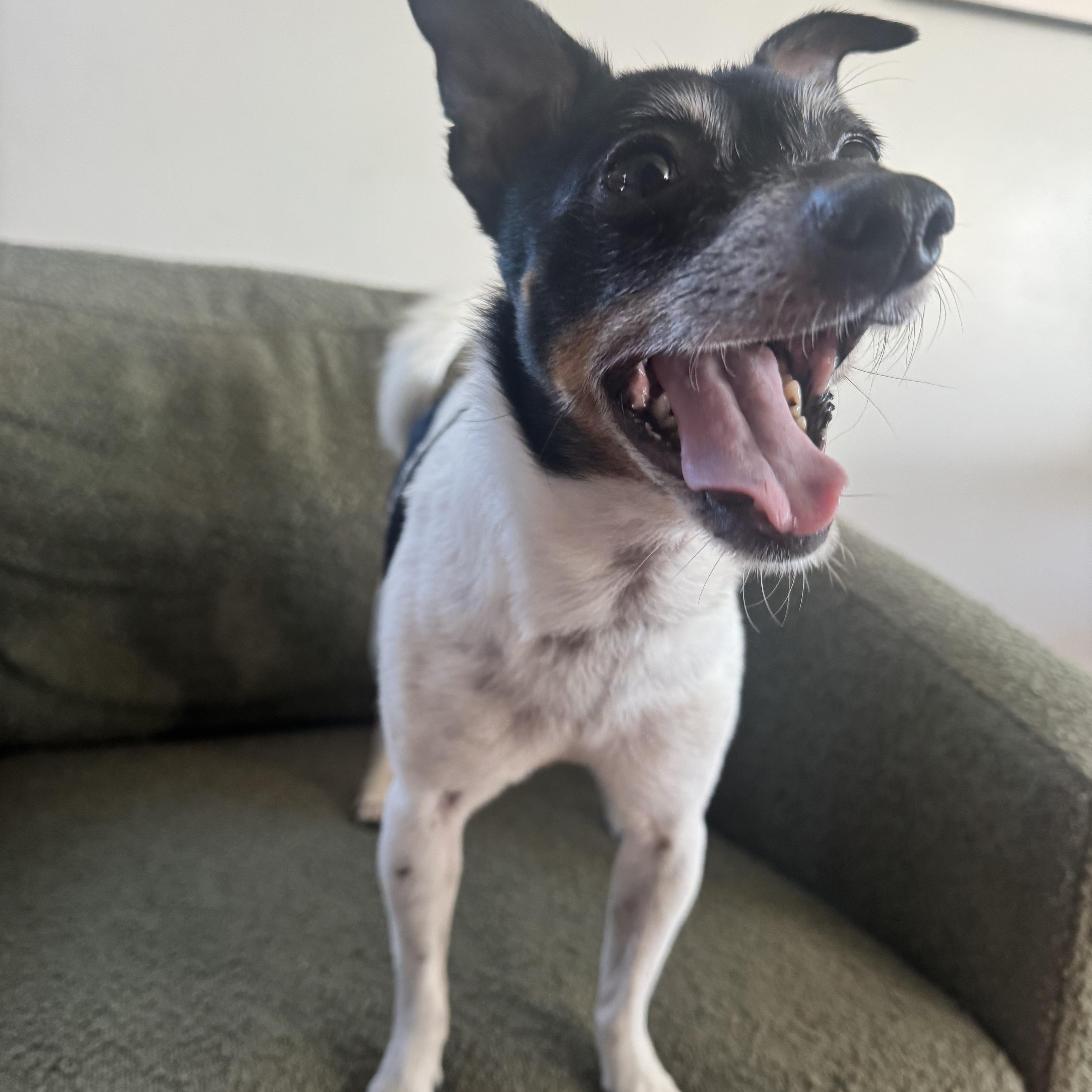 Moo, a ADOPTABLE mixed breed in hermosa beach, CA image 2/4
