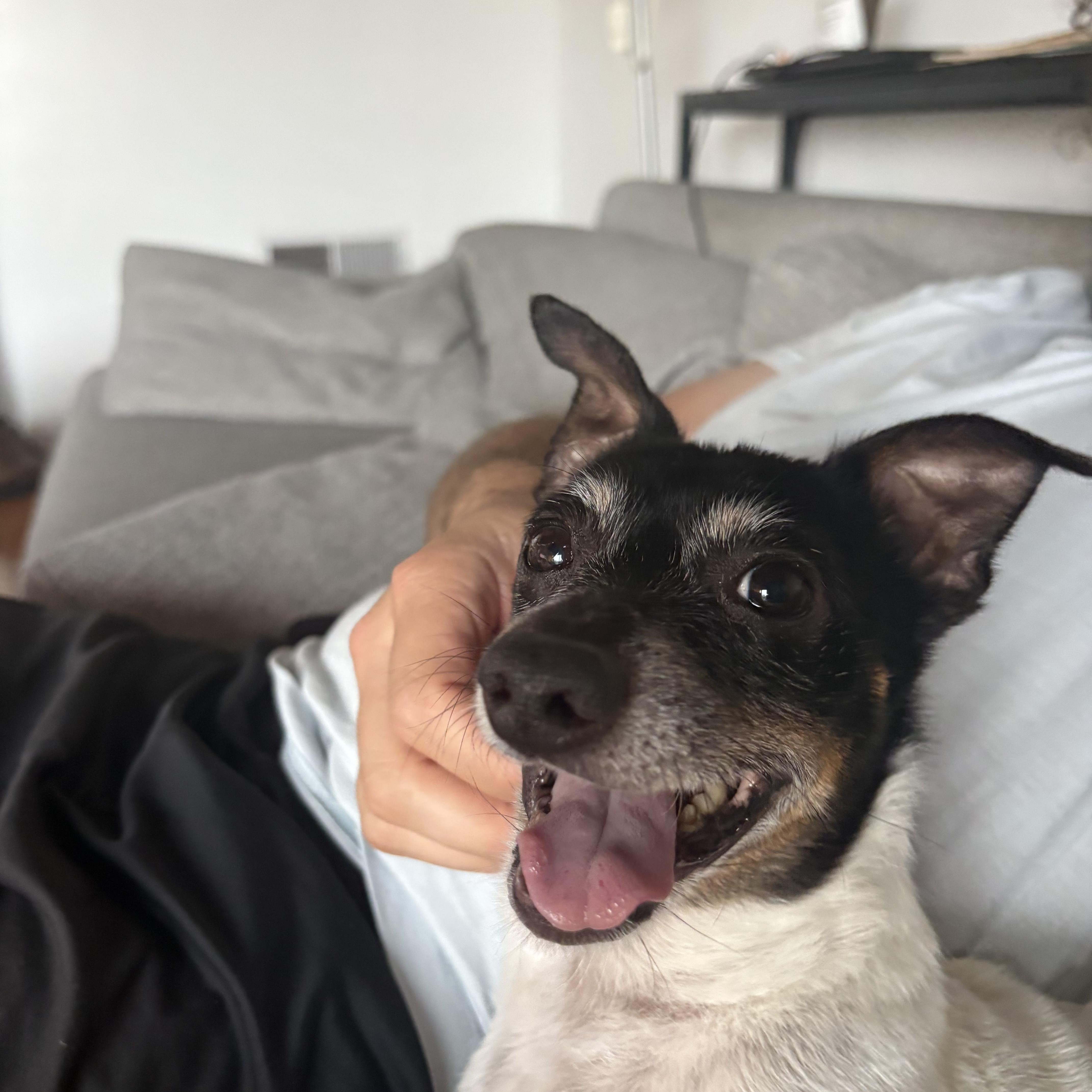 Moo, a ADOPTABLE mixed breed in hermosa beach, CA image 4/4
