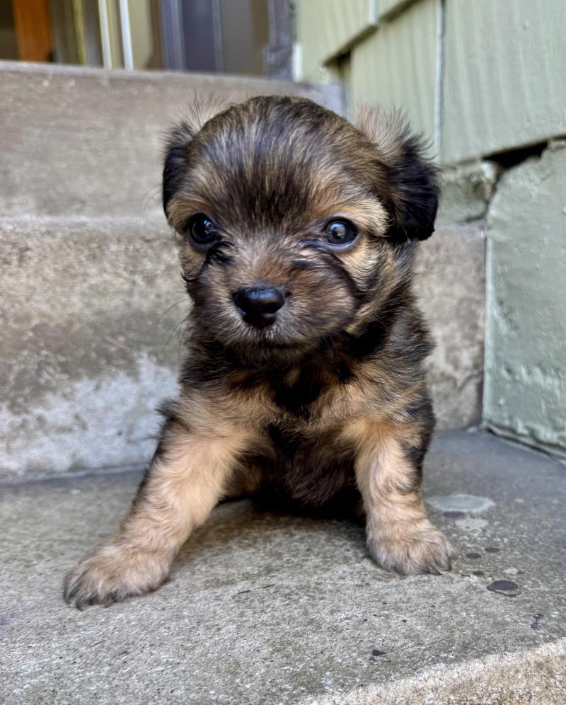 💛  Lucy (Sophia's Amazing Pups!), Adoptable, Young Female French Bulldog & Miniature Poodle.