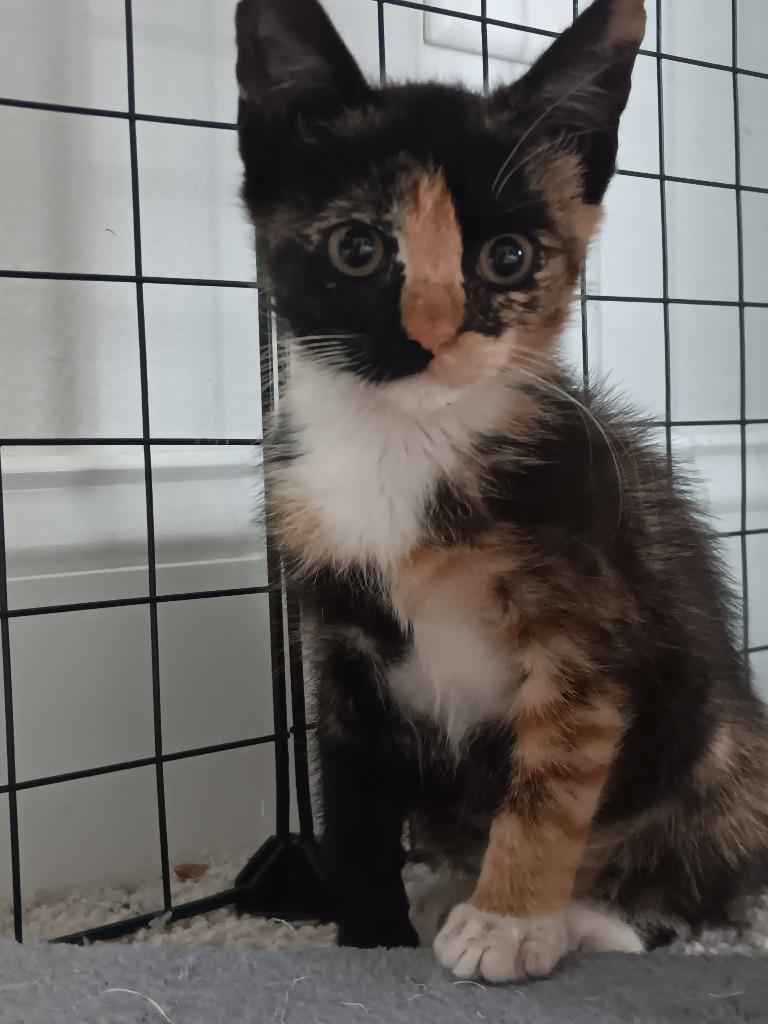 Halley, Adoptable, Kitten Female Domestic Short Hair.