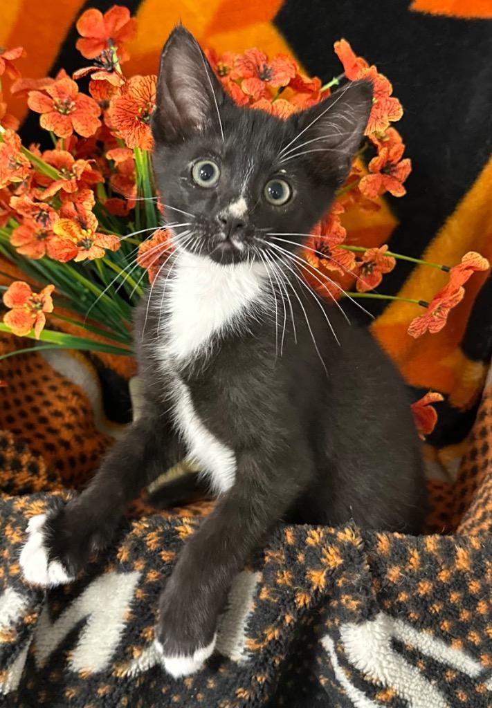 Enlarge 3/3/26 Kollin, a Adoptable mixed breed in Stillwater, OK image 1/1