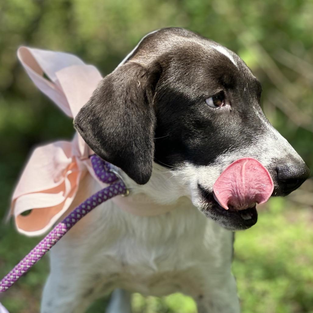 Rey, a Adoptable mixed breed in Ennis, TX image 5/6