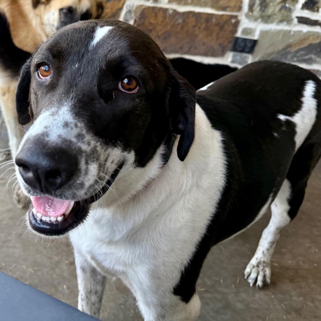 Rey, a Adoptable mixed breed in Ennis, TX image 2/6