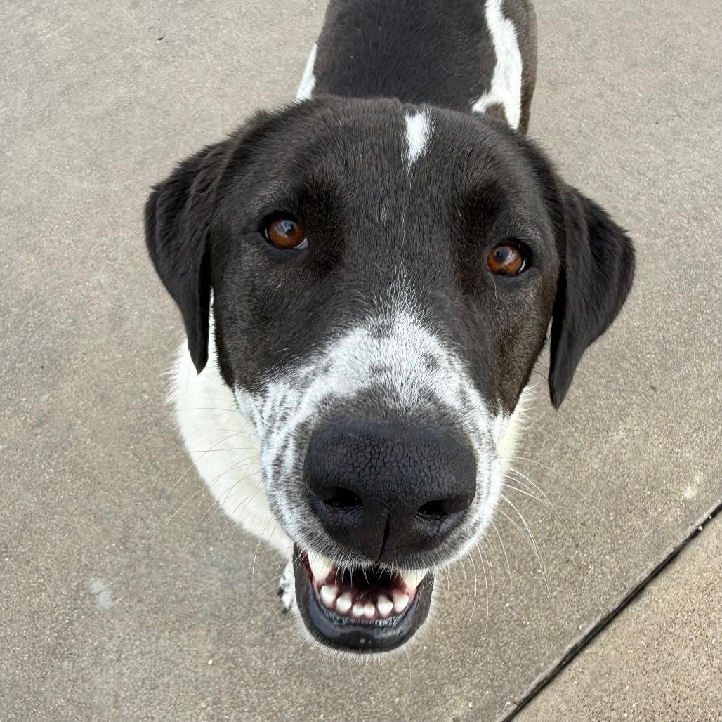 Rey, Adoptable, Adult Female English Pointer & Labrador Retriever.