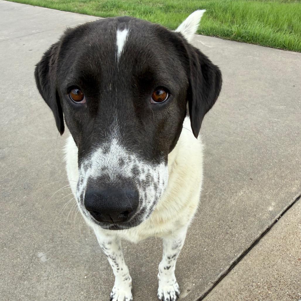 Rey, a Adoptable mixed breed in Ennis, TX image 4/6