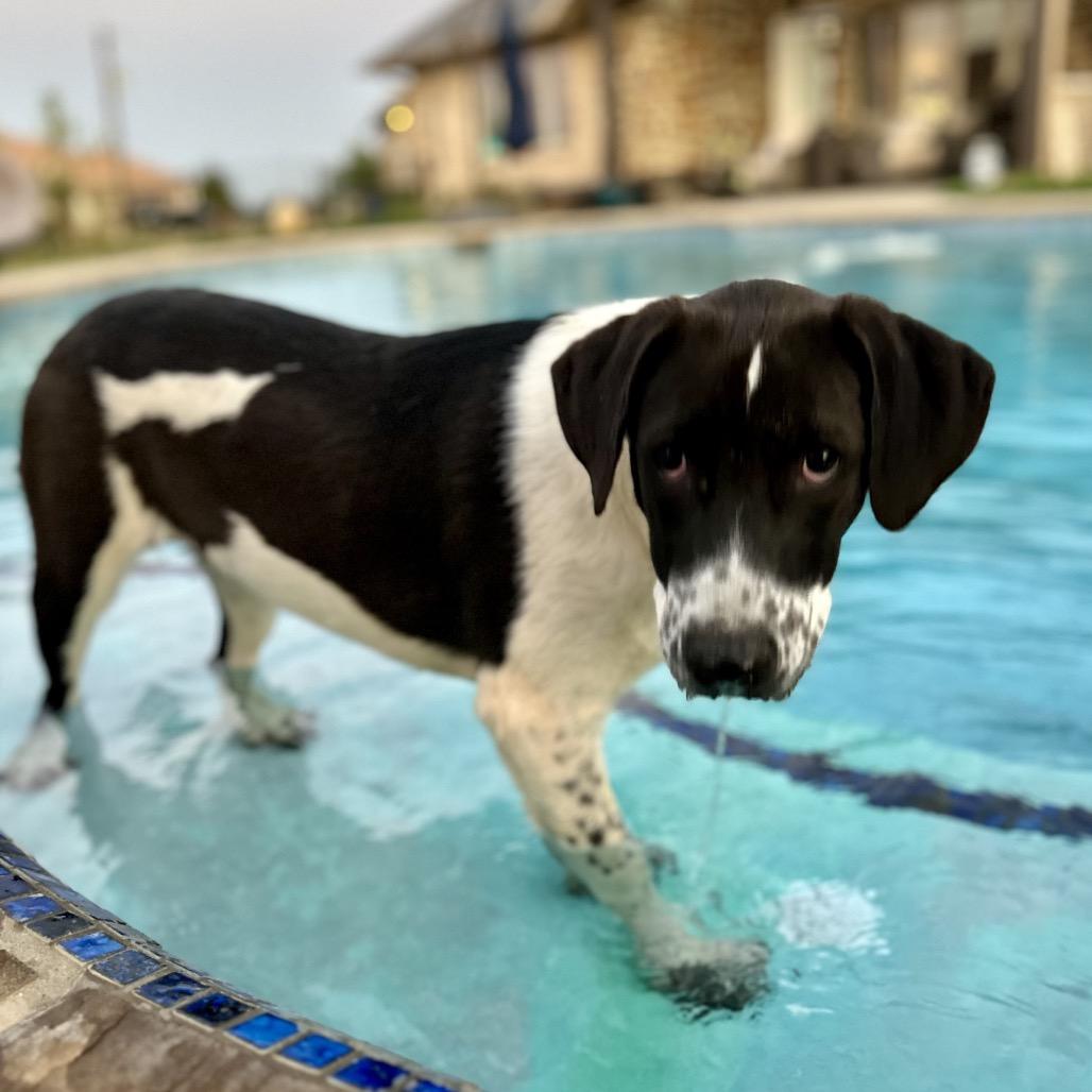 Rey, a Adoptable mixed breed in Ennis, TX image 6/6