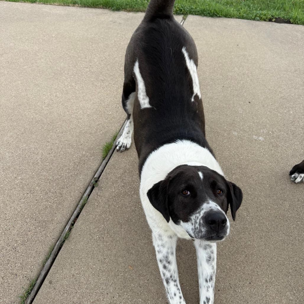 Rey, a Adoptable mixed breed in Ennis, TX image 3/6