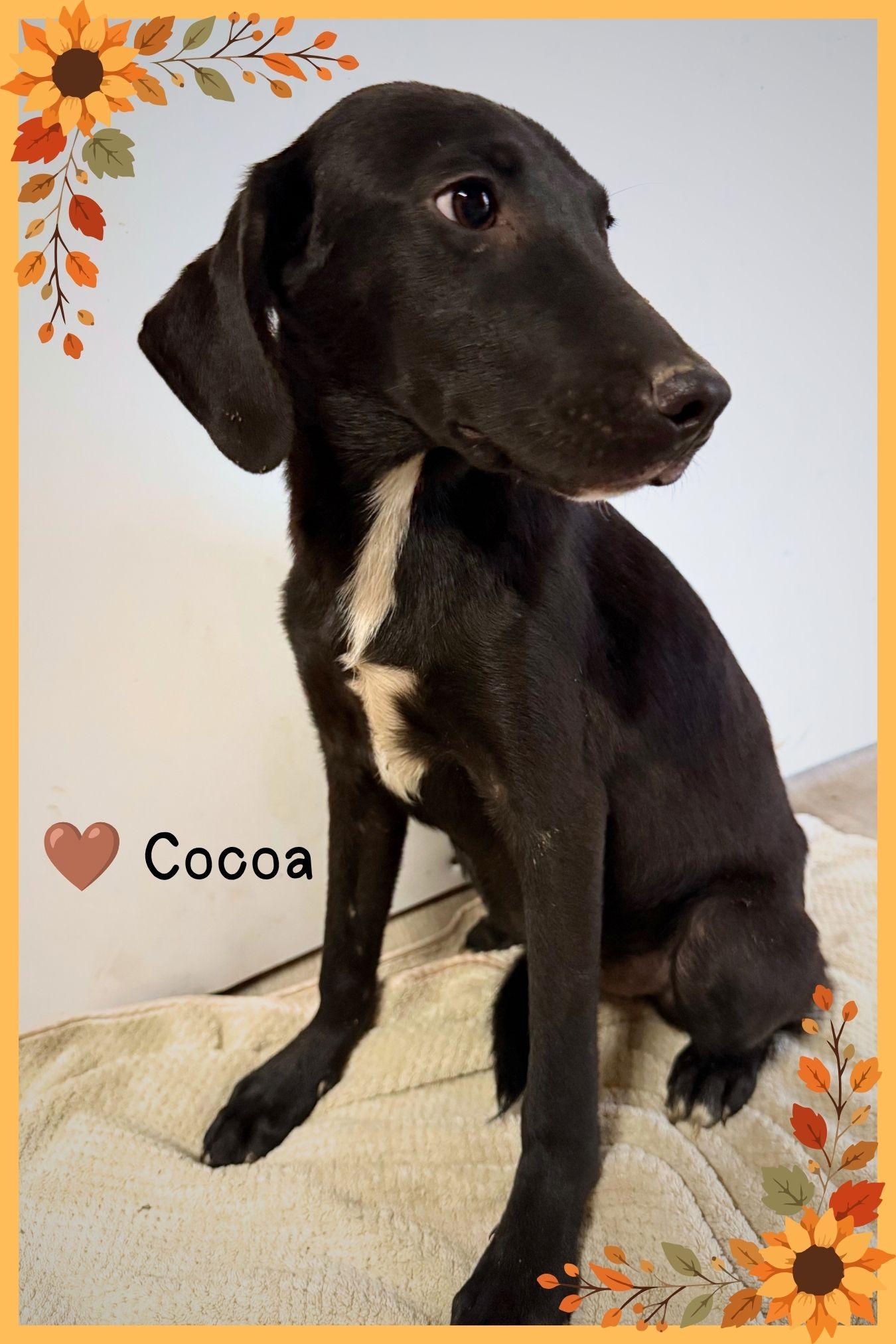 Enlarge Cocoa- Adorable 5 month old rescue puppies, Litter of 8, a Adoptable Labrador Retriever in Edwardsville, IL image 1/4