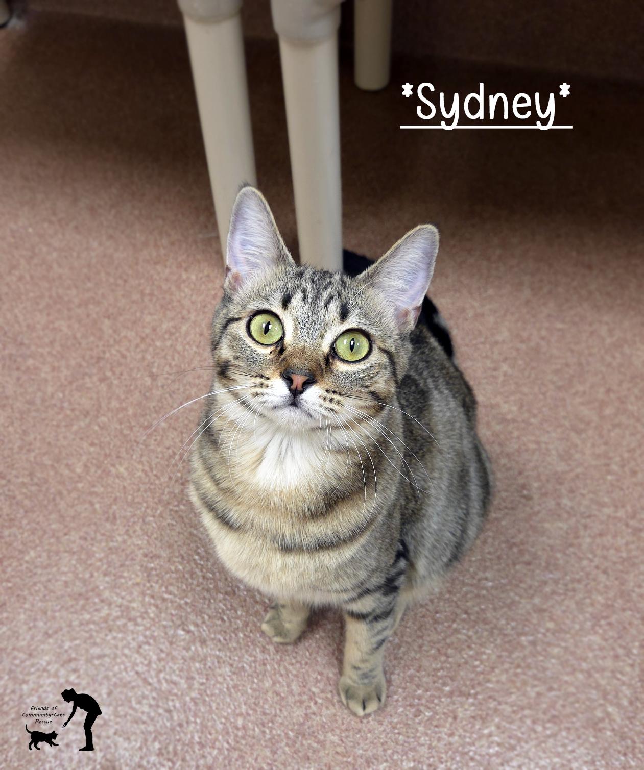 Sydney, ADOPTABLE, Young Female Domestic Short Hair.