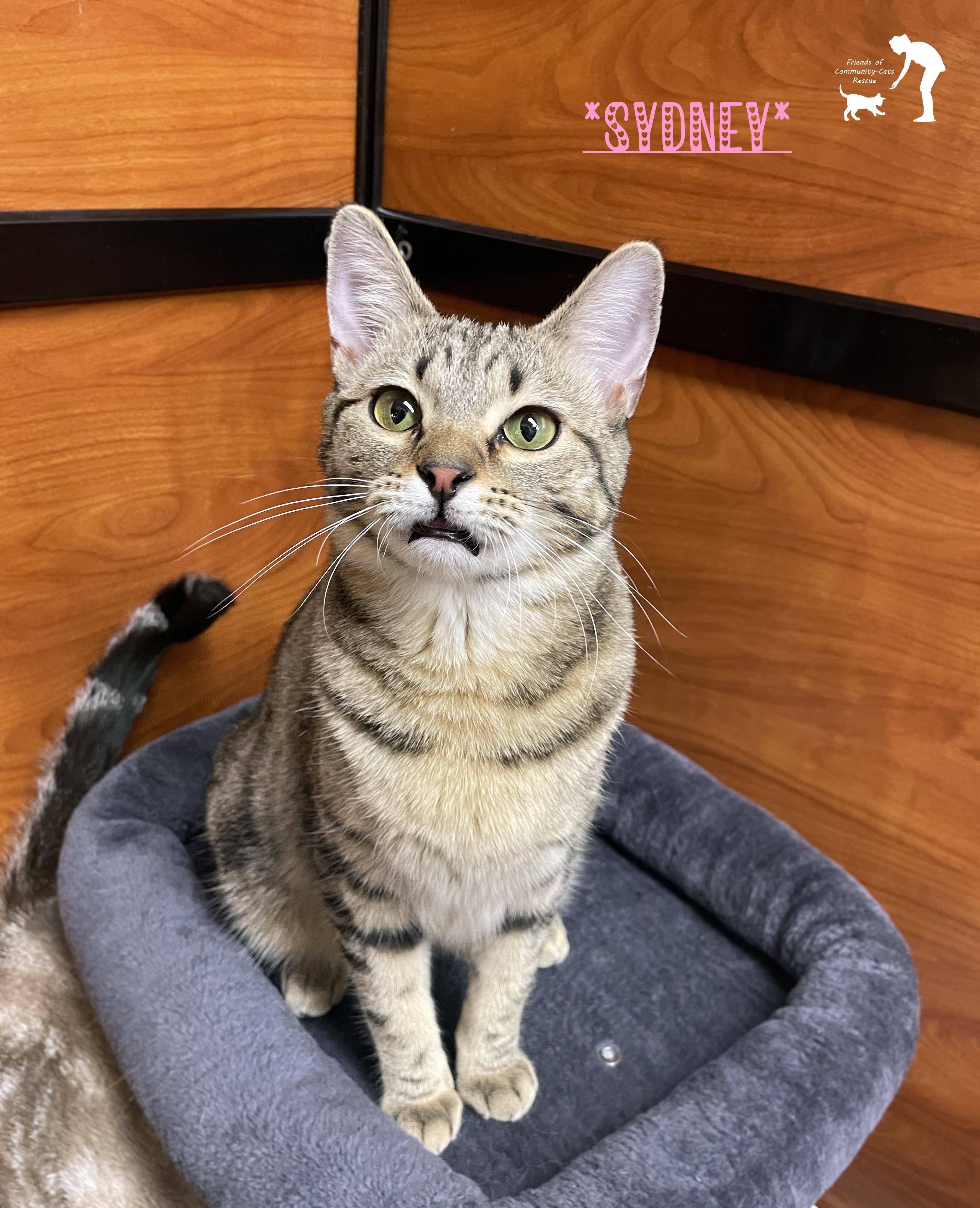 Sydney, adopted, Young Female Domestic Short Hair.