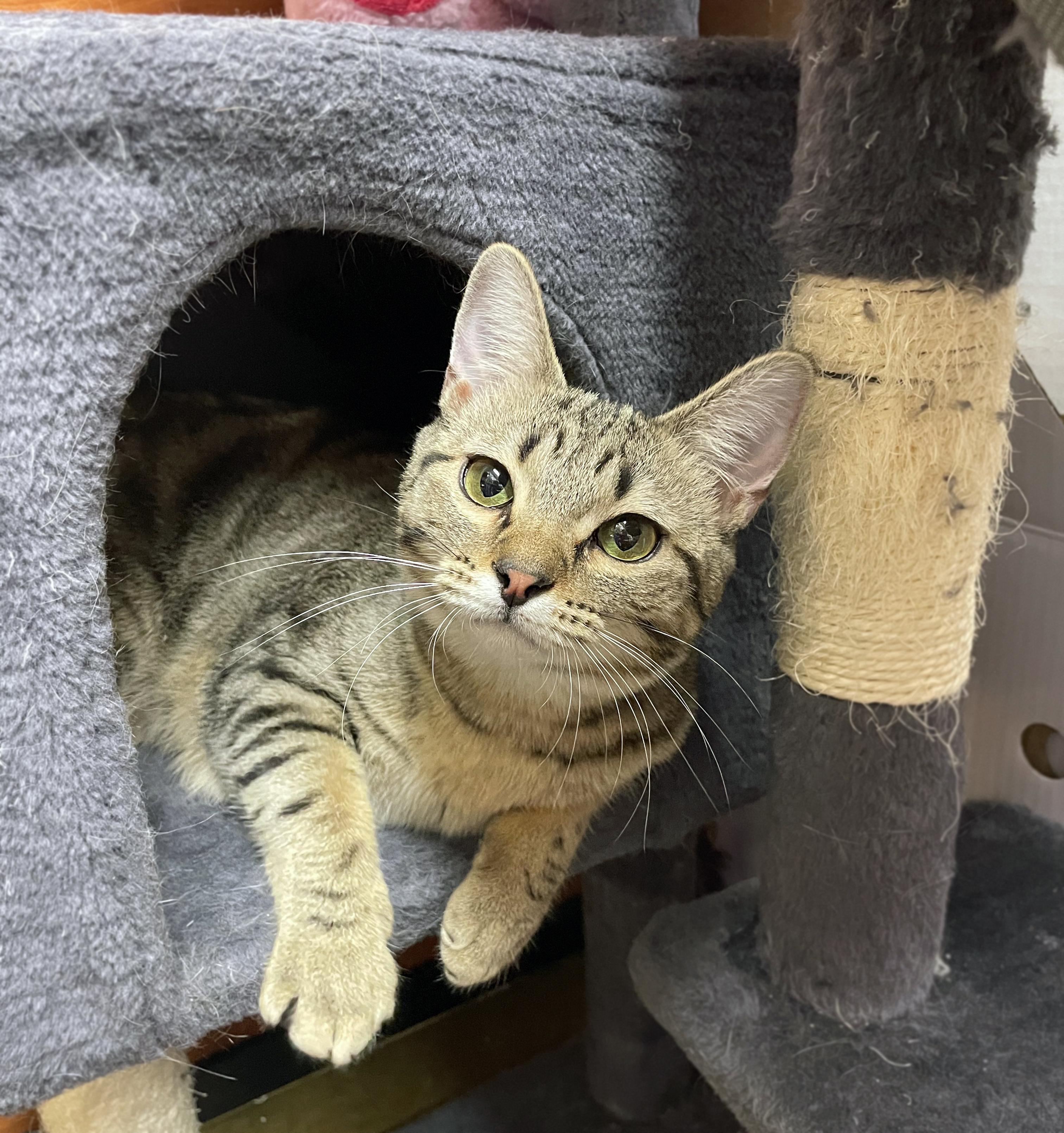 Enlarge Sydney, an adopted Domestic Short Hair in Centerville, UT image 2/5