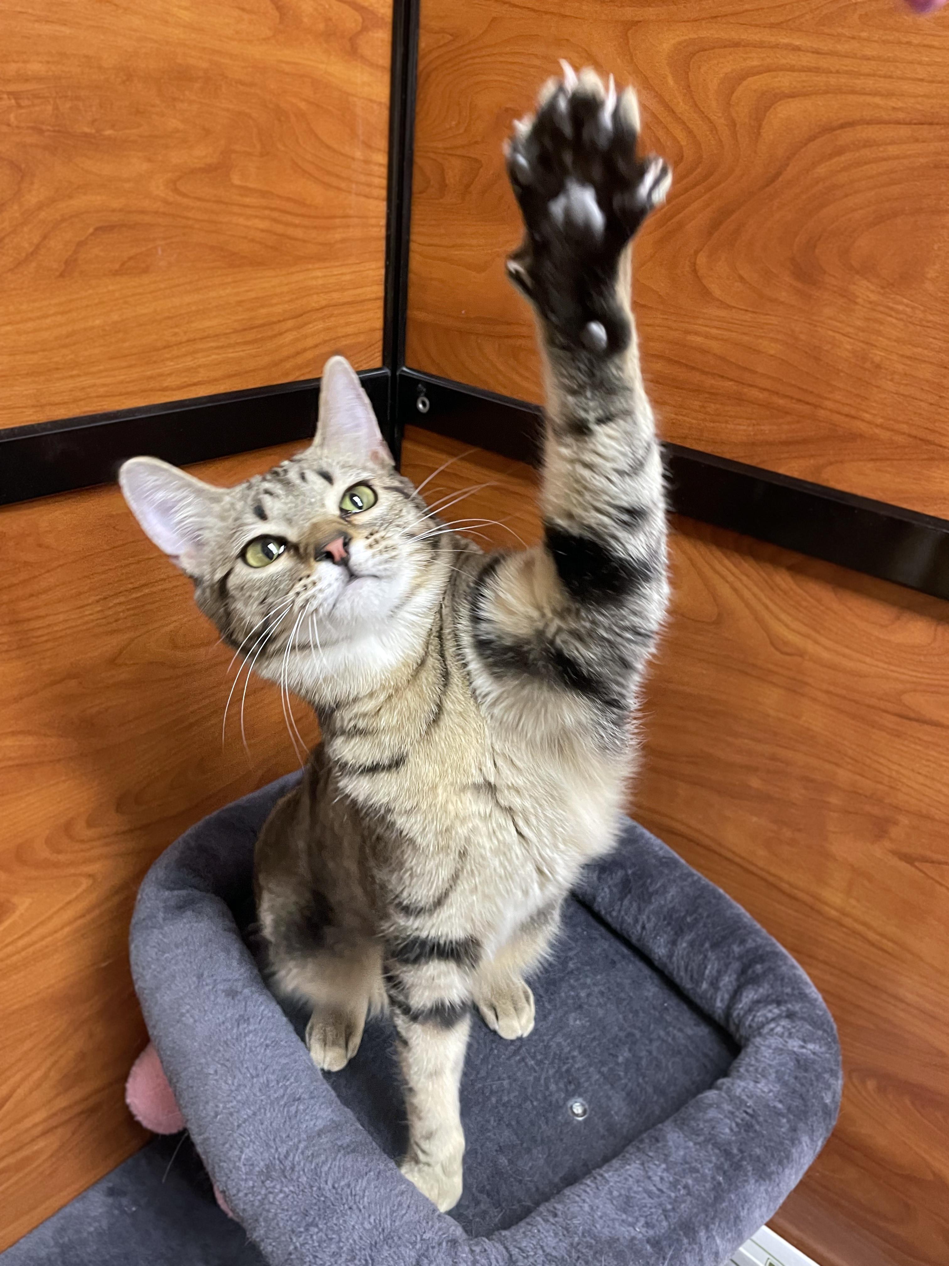 Enlarge Sydney, an adopted Domestic Short Hair in Centerville, UT image 5/5