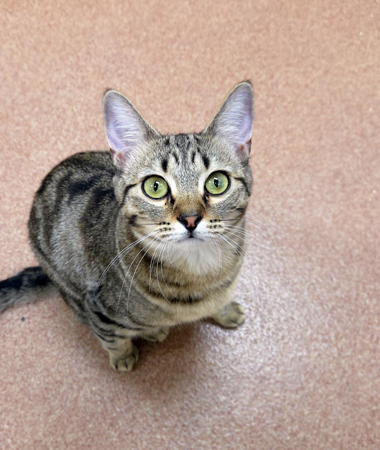 Enlarge Sydney, a ADOPTABLE Domestic Short Hair in Centerville, UT image 2/2