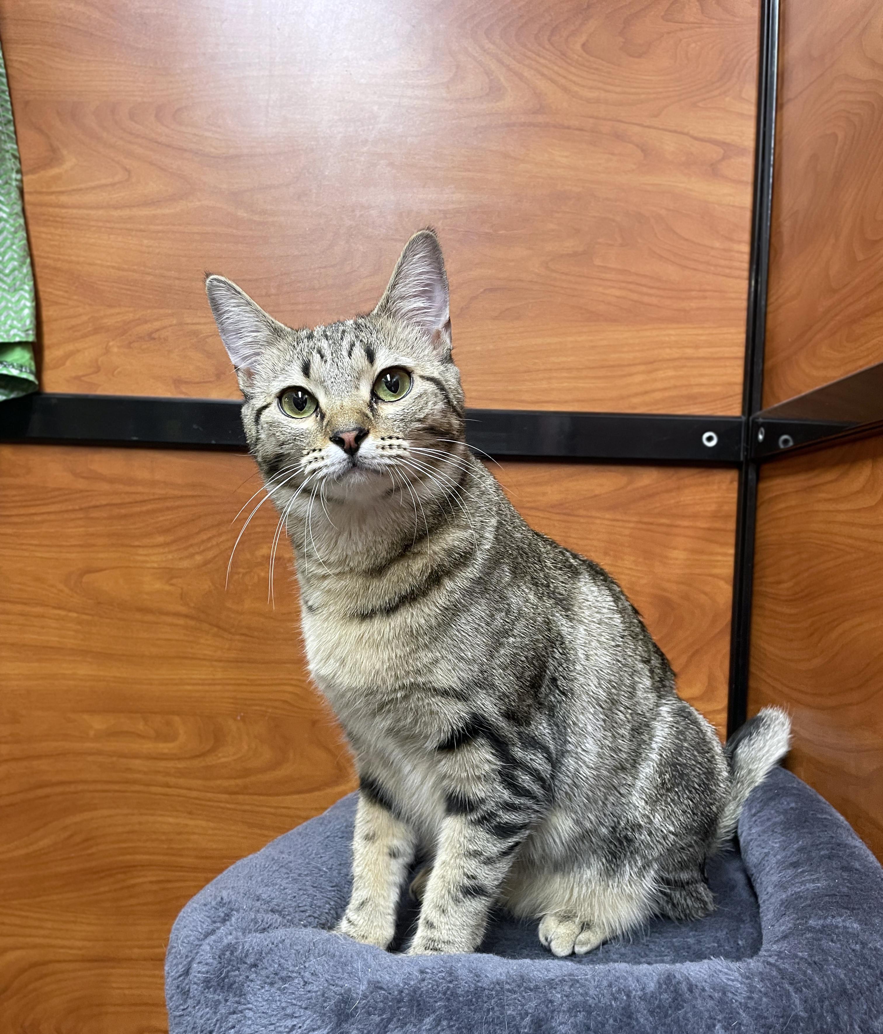 Enlarge Sydney, an adopted Domestic Short Hair in Centerville, UT image 3/5