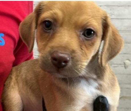 Enlarge Twinkie, a Adoptable mixed breed in Los Angeles, CA image 1/5