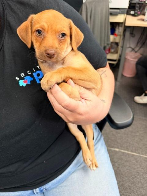 Enlarge Twinkie, a Adoptable mixed breed in Los Angeles, CA image 4/5