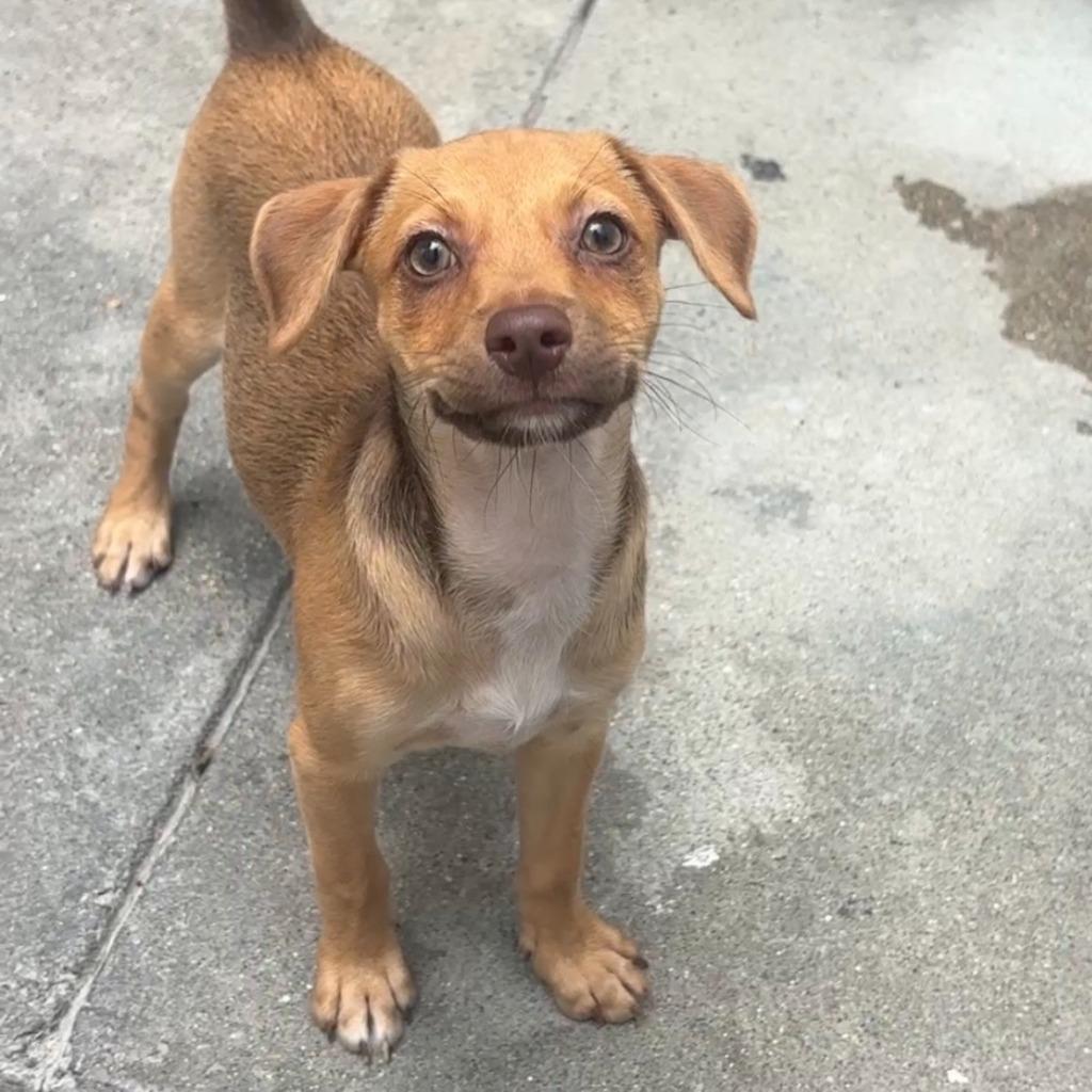 Enlarge Twinkie, a Adoptable mixed breed in Los Angeles, CA image 5/5