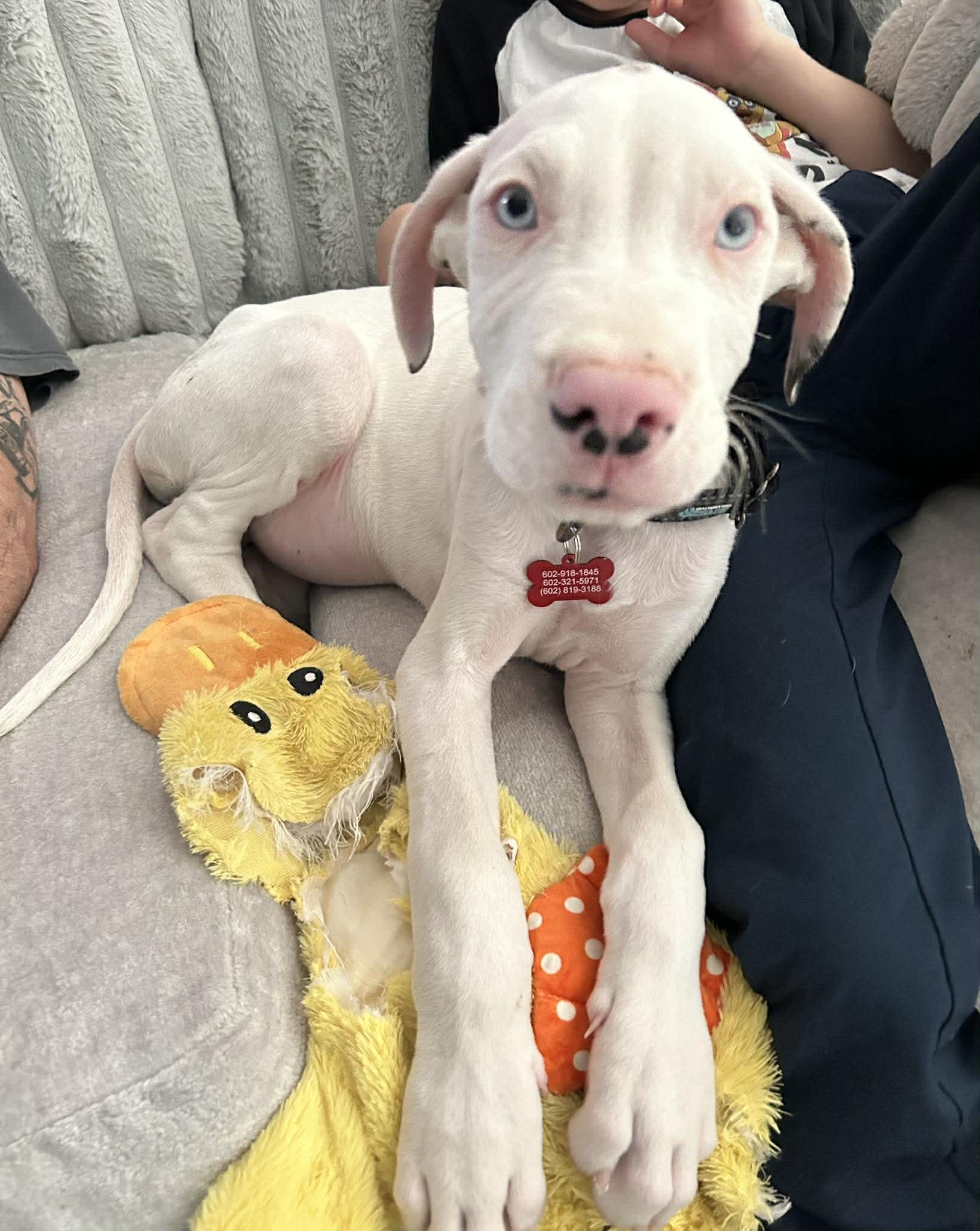 Queso, Adoptable, Puppy Male Great Dane.
