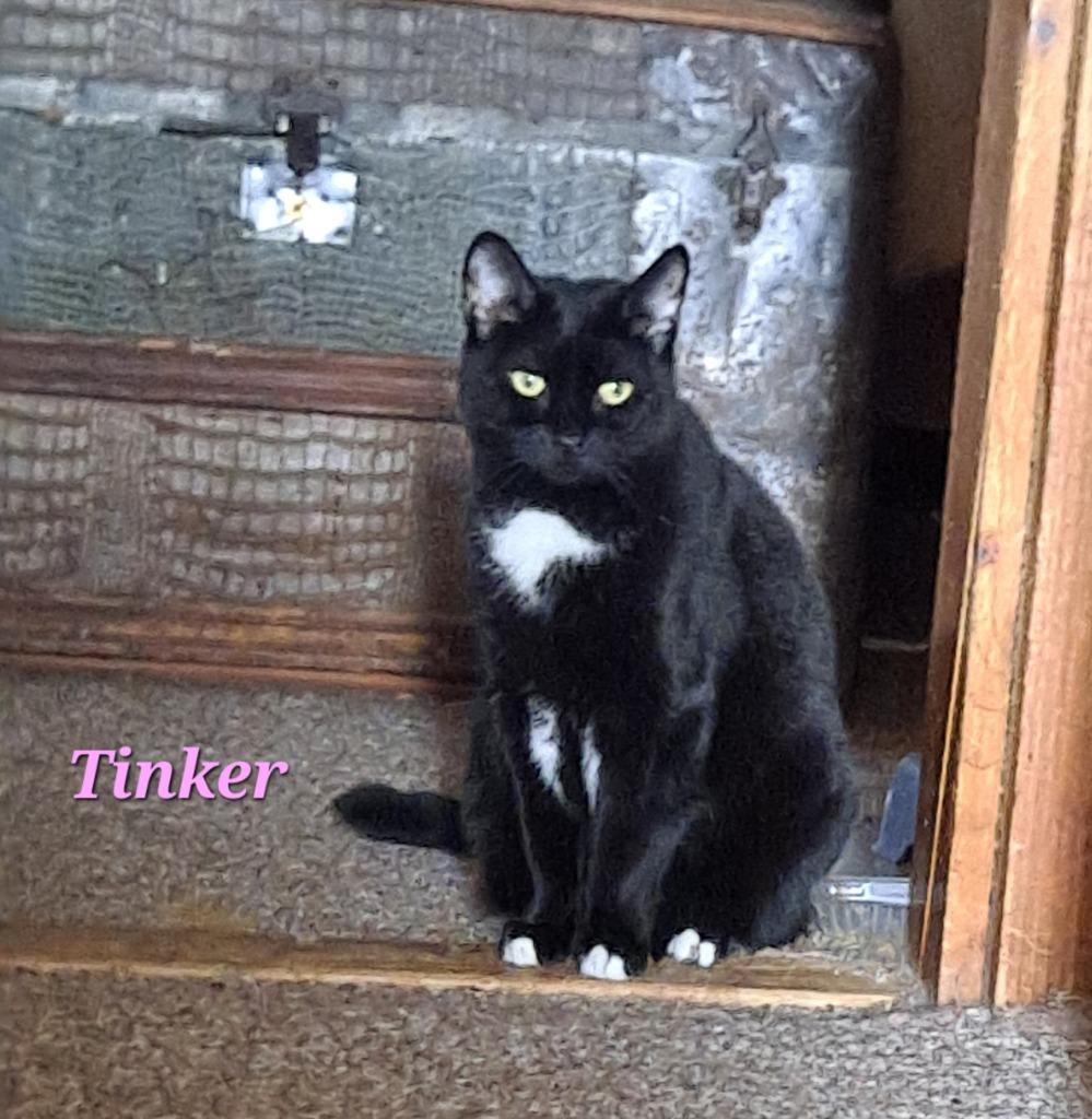 Tinker, Adoptable, Adult Female Domestic Short Hair.