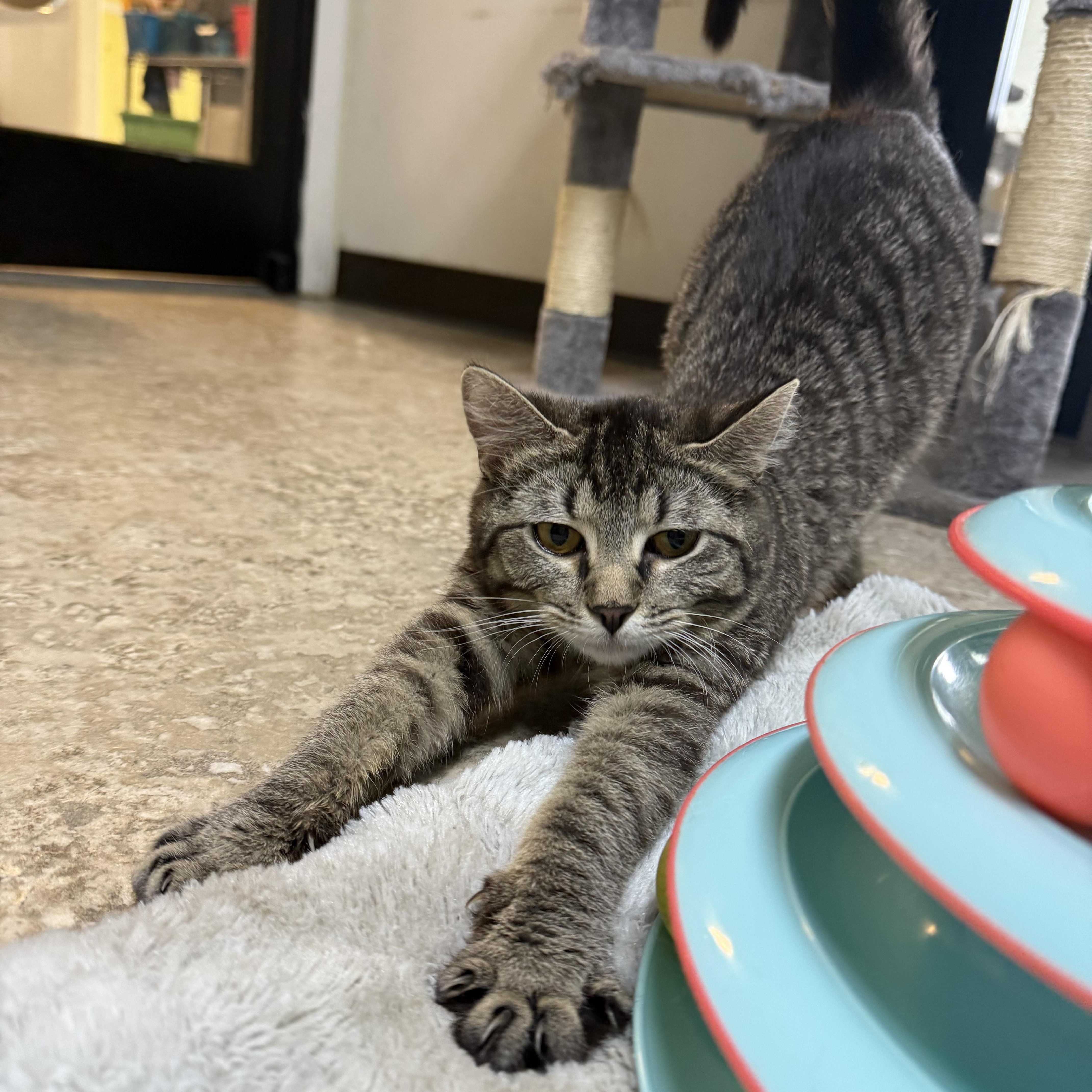 Enlarge Kavvy, an adopted Domestic Short Hair in Hendersonville, TN image 1/1