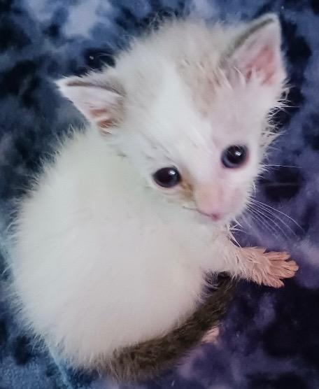 Boo Bear — thumbnail 2