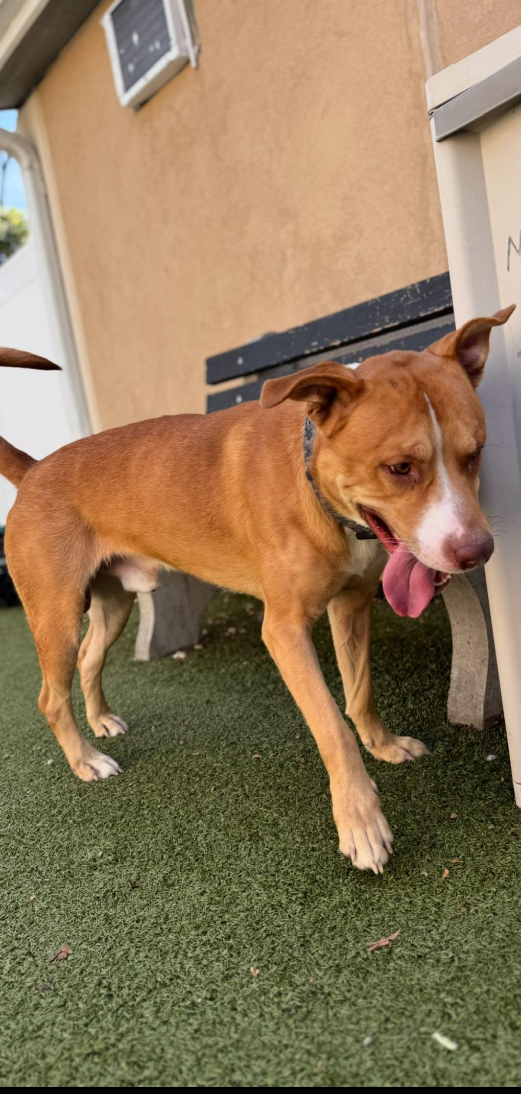 Enlarge Bing, a Adoptable mixed breed in Binghamton, NY image 1/1