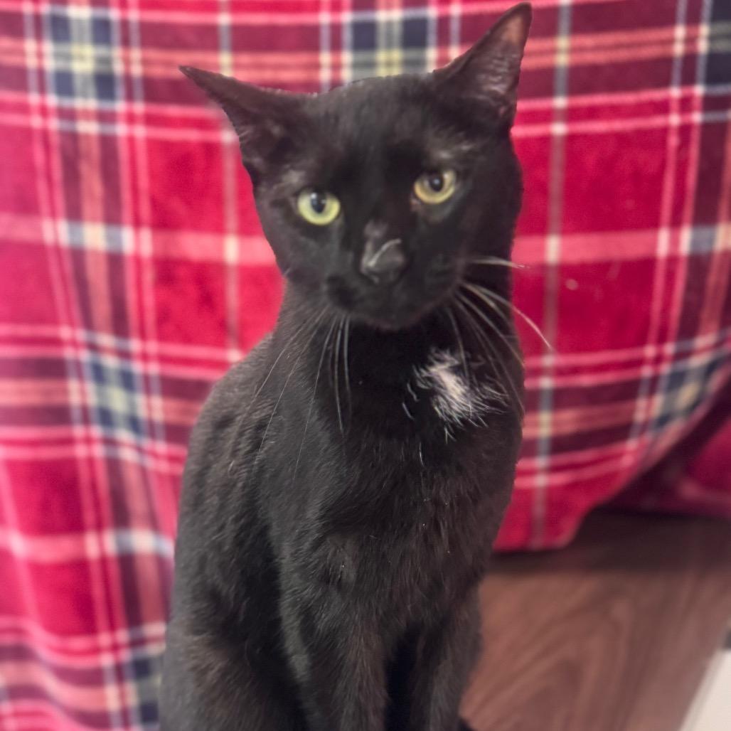 Bennie, Adoptable, Adult Male Domestic Short Hair.