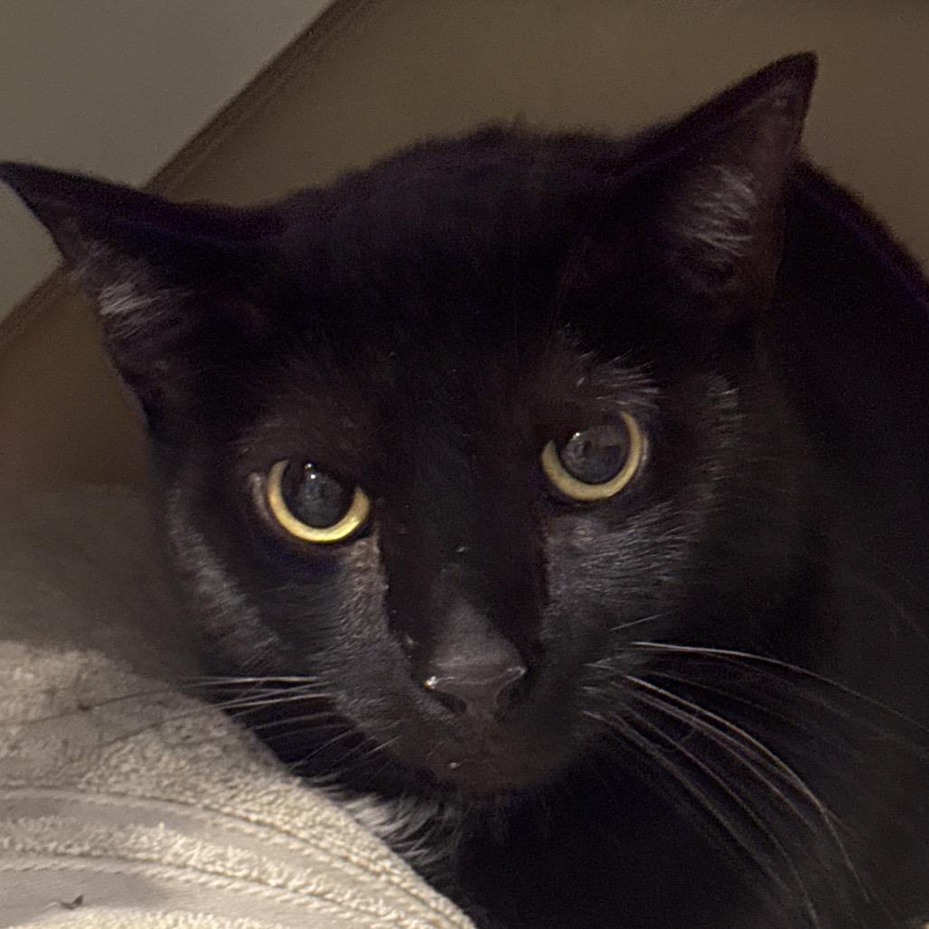 Enlarge Bennie, a Adoptable Domestic Short Hair in Inwood, WV image 1/1